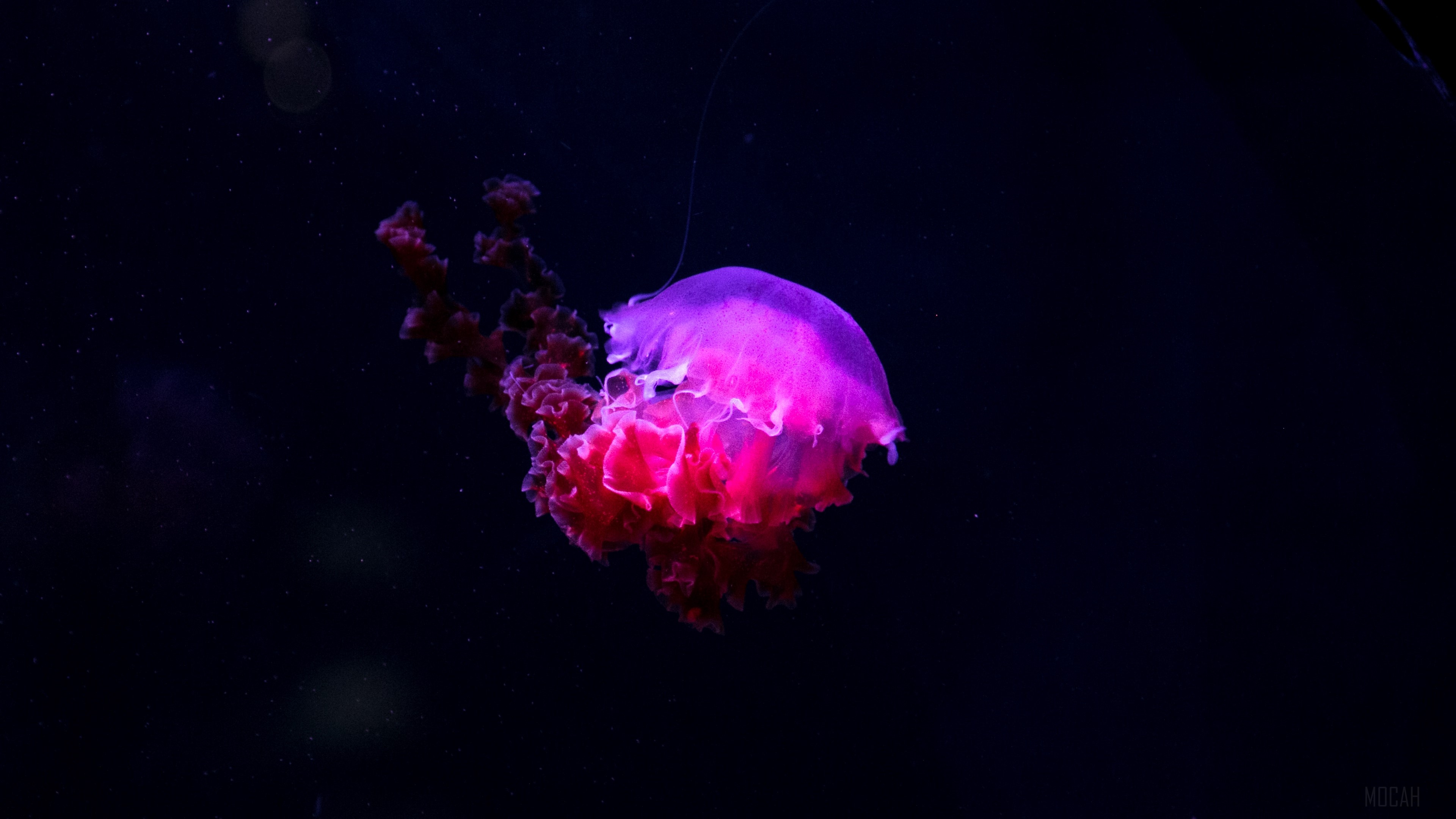 jellyfish, glow, phosphorus, underwater world 4k Gallery HD Wallpaper