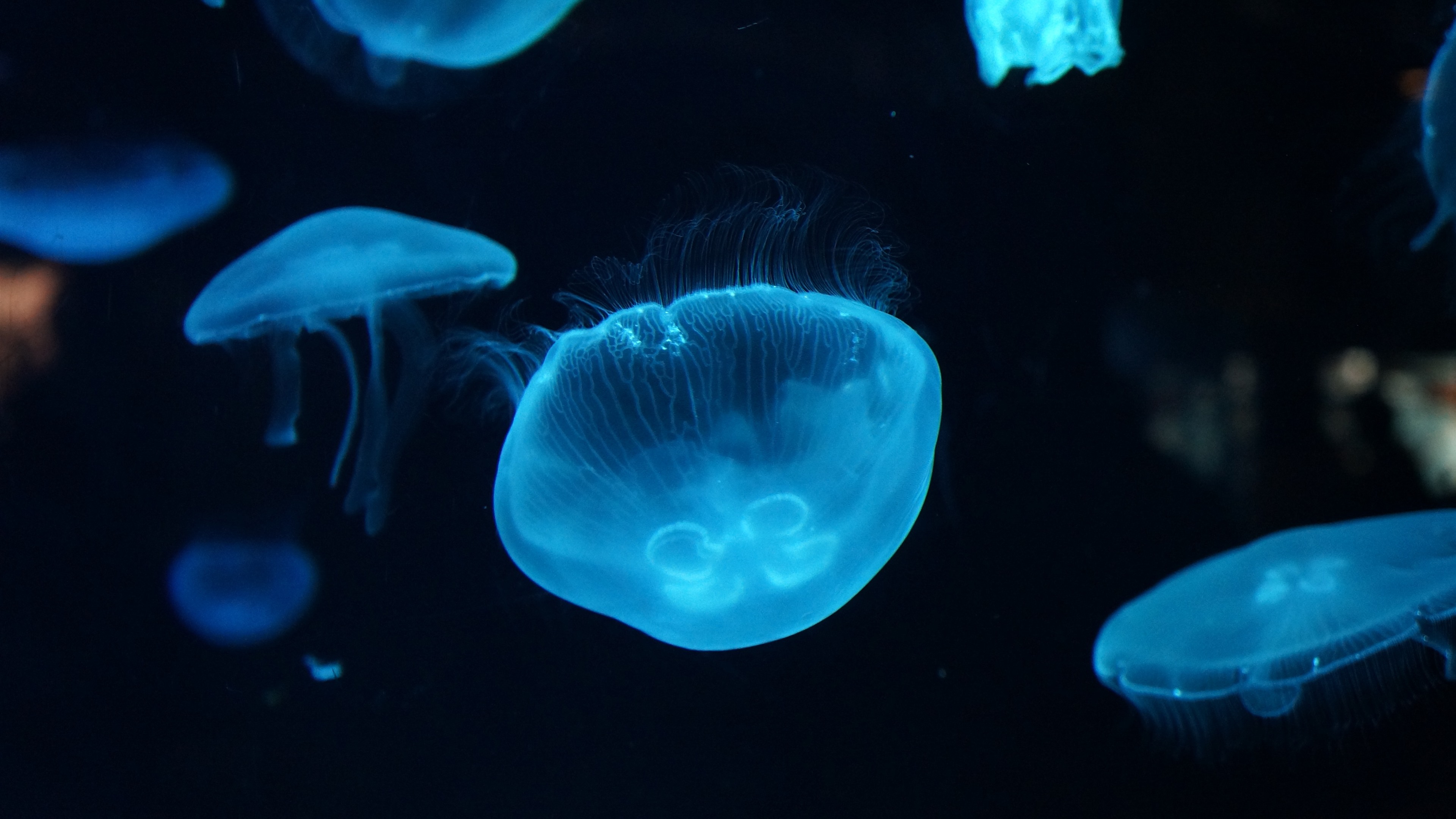 Wallpaper Beautiful blue jellyfish, underwater 3840x2160 UHD 4K Picture, Image