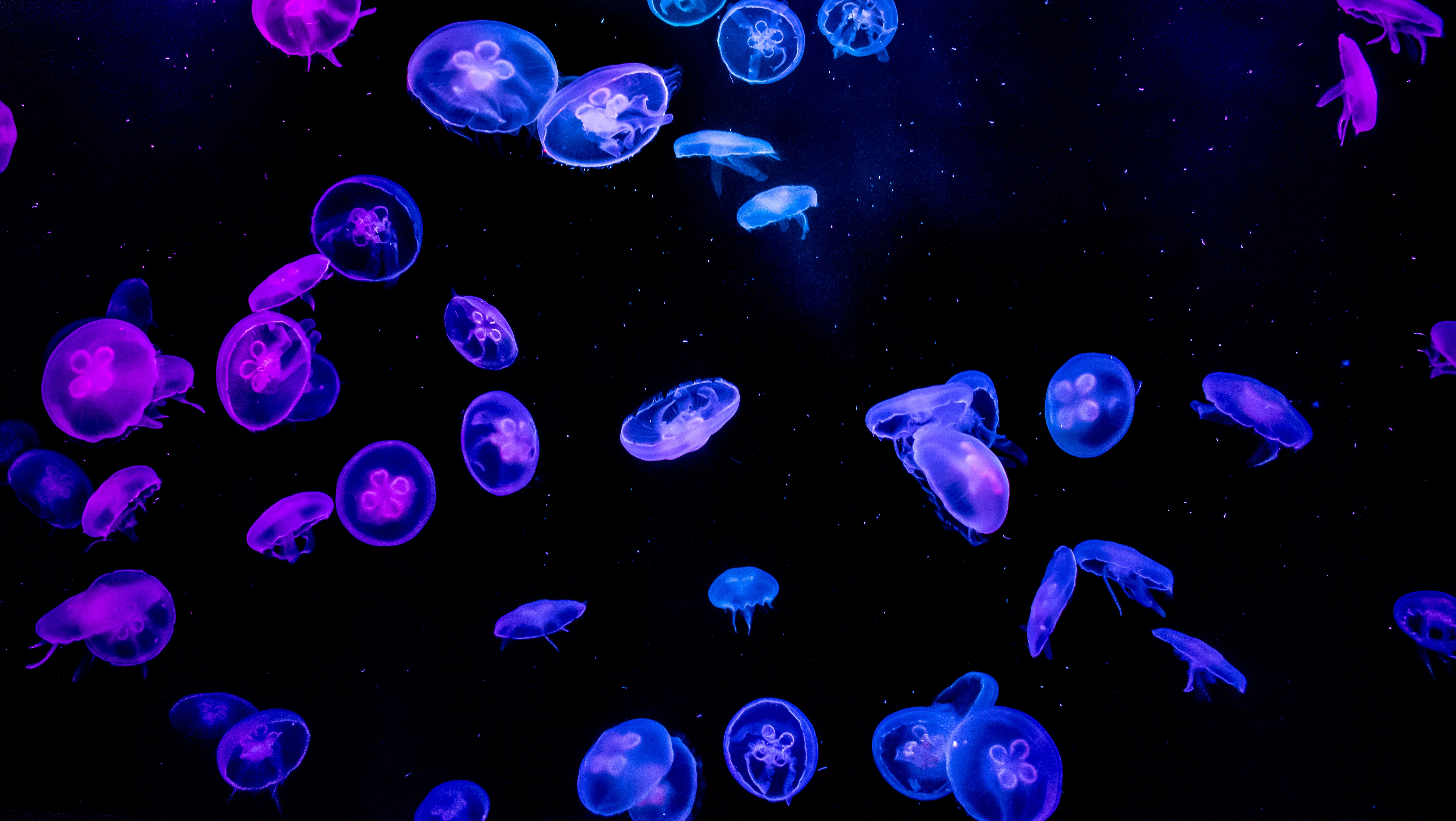 Download Jellyfish wallpaper for mobile phone, free Jellyfish HD picture