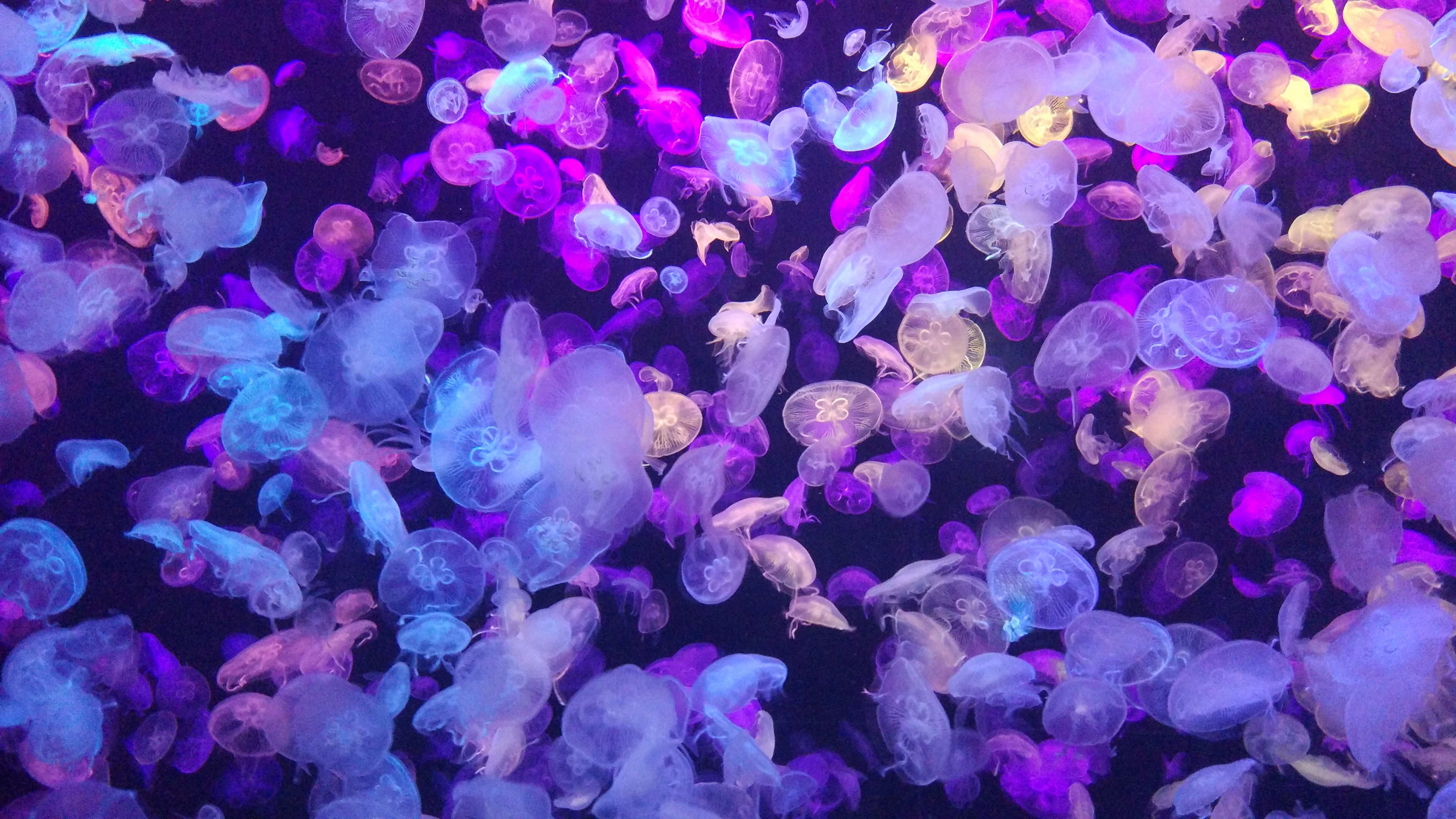 Wallpaper / jellyfish, underwater world, glow, neon, phosphorus, 4k free download