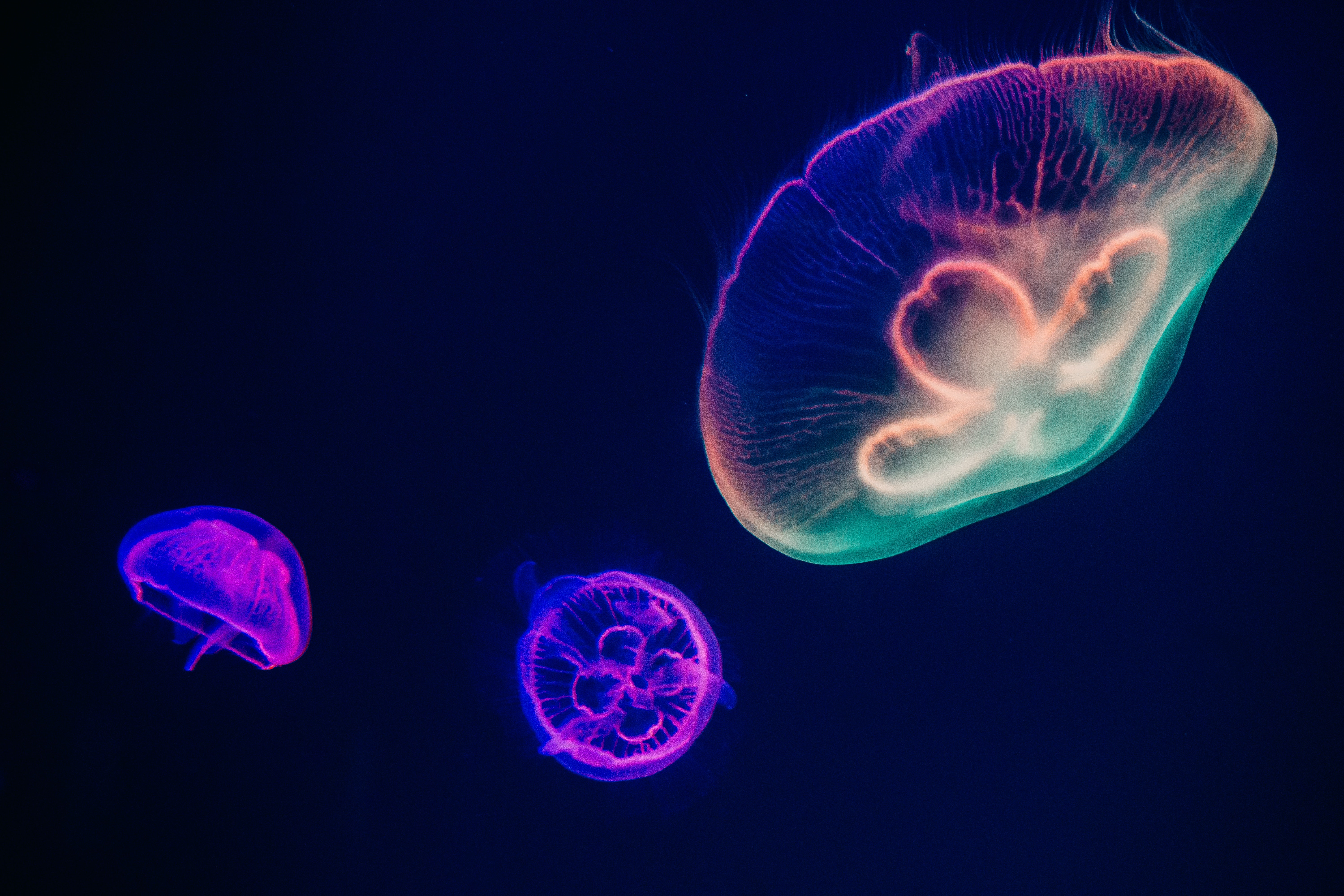 Jellyfish Photo, Download The BEST Free Jellyfish & HD Image