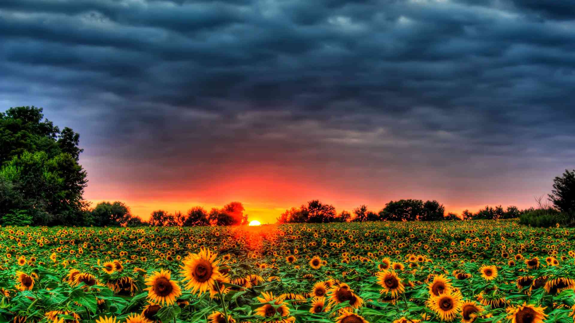 Summer Wallpaper for Desktop Free