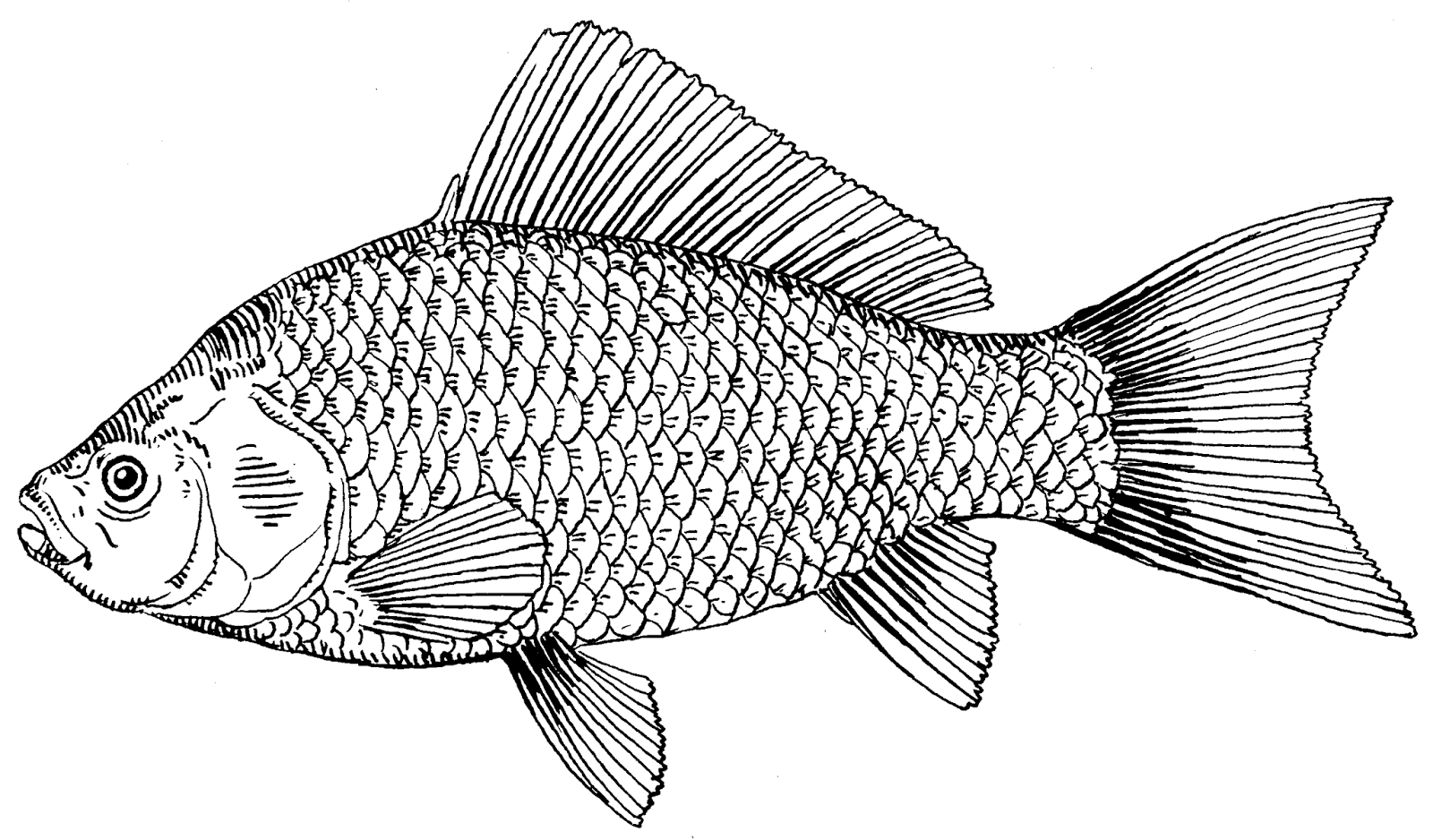 Free Fish Drawing, Download Free Fish Drawing png image, Free ClipArts on Clipart Library