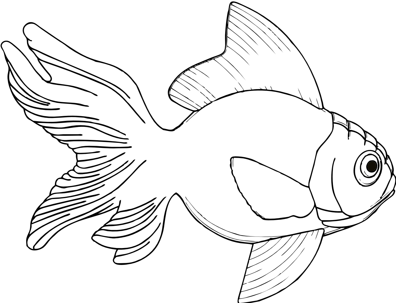 Free Fish Image Drawings, Download Free Fish Image Drawings png image, Free ClipArts on Clipart Library