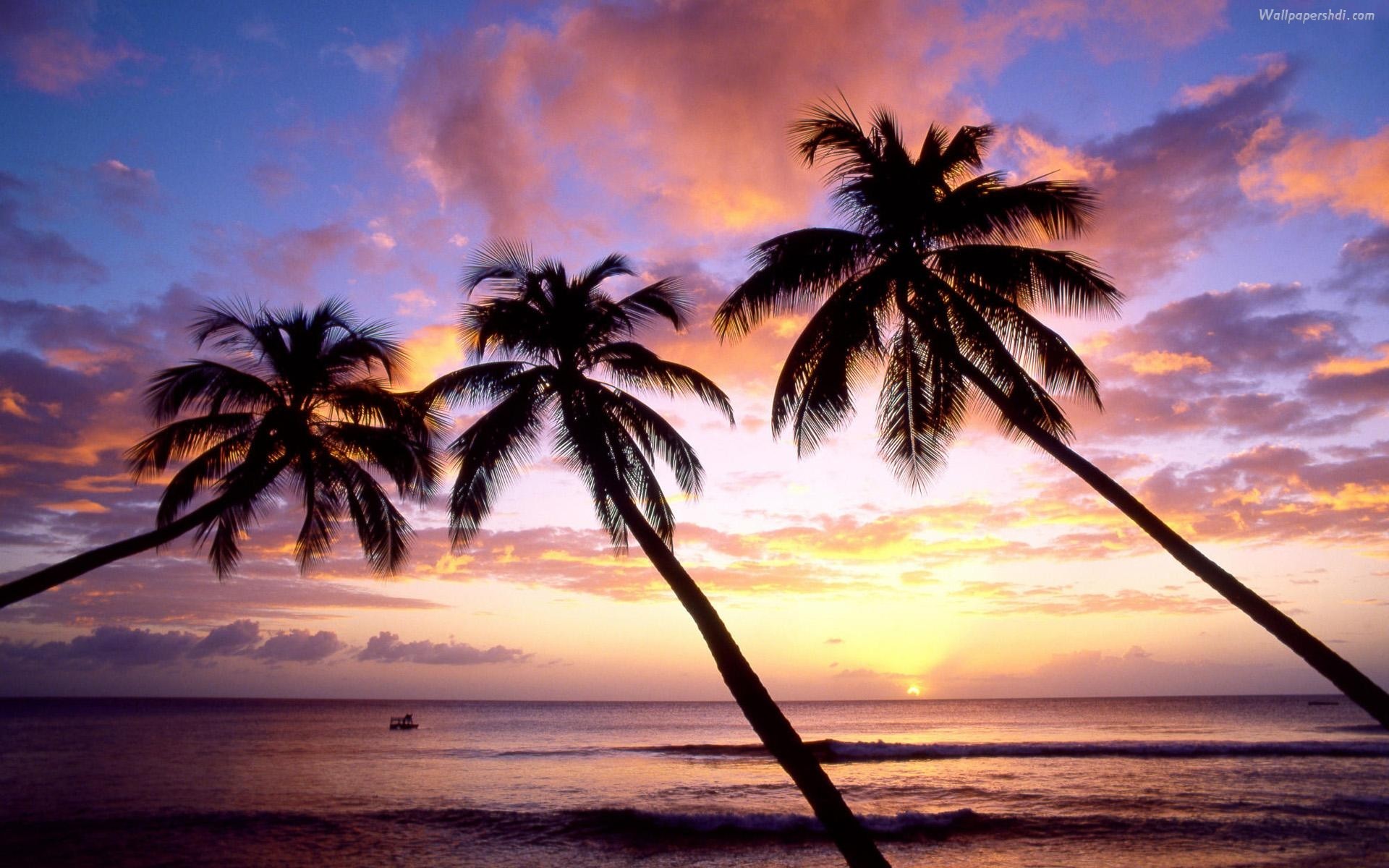 Palm Tree Beach Wallpaper