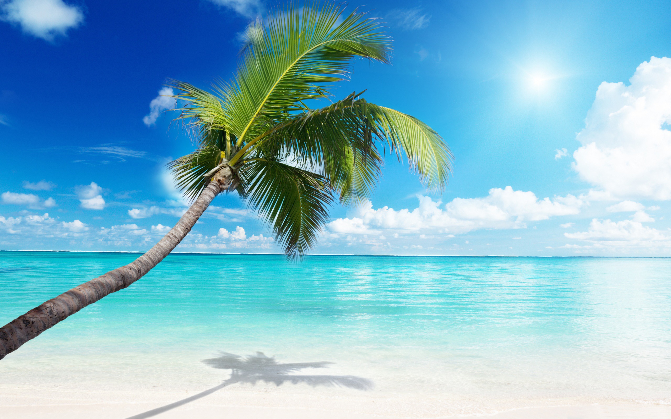 Palm Tree Beach Sunny Summer Scenery HD Wallpaper