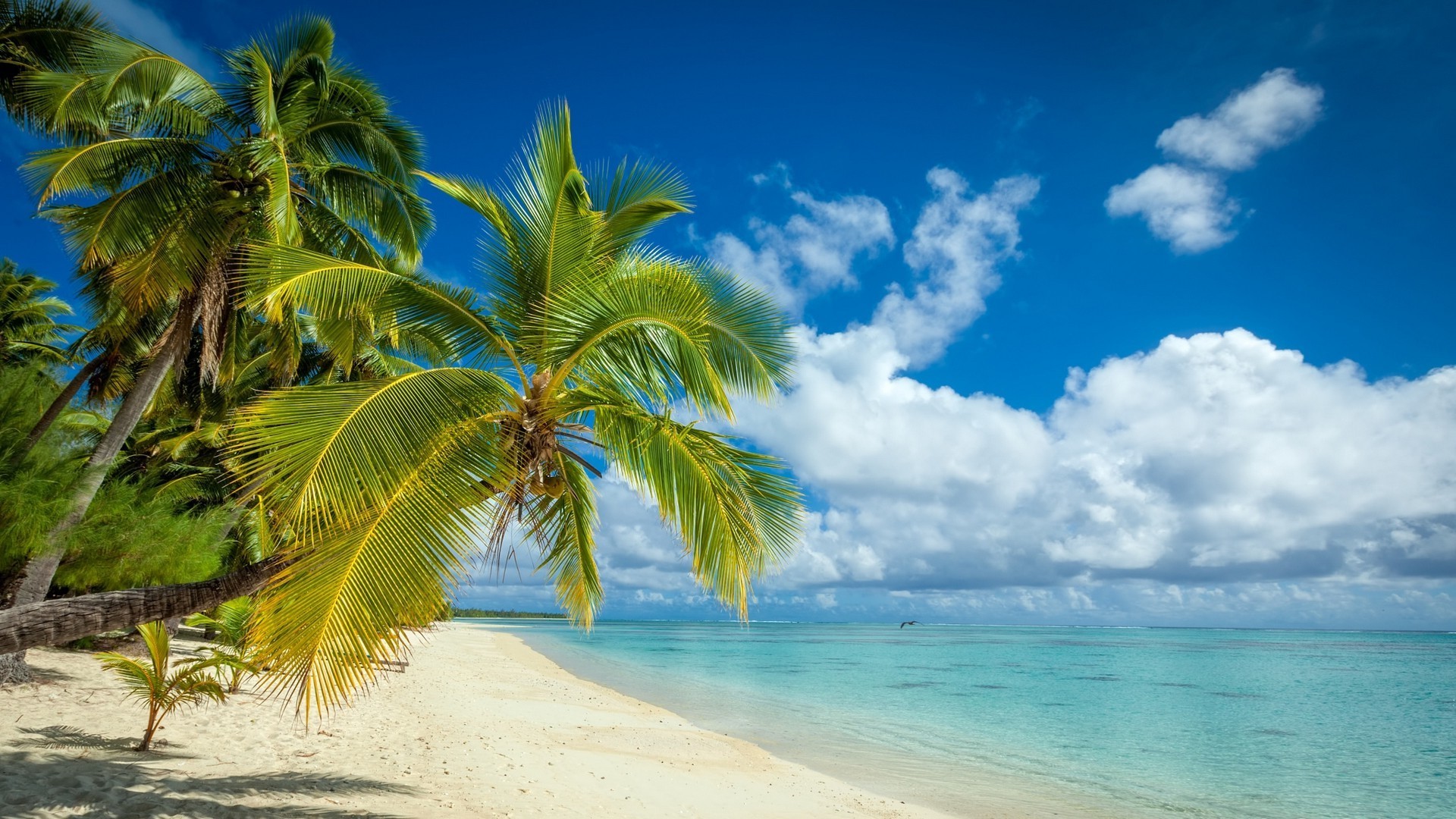 1920x1080 nature landscape tropical island beach palm trees white sand sea summer clouds wallpaper JPG 529 kB Gallery HD Wallpaper