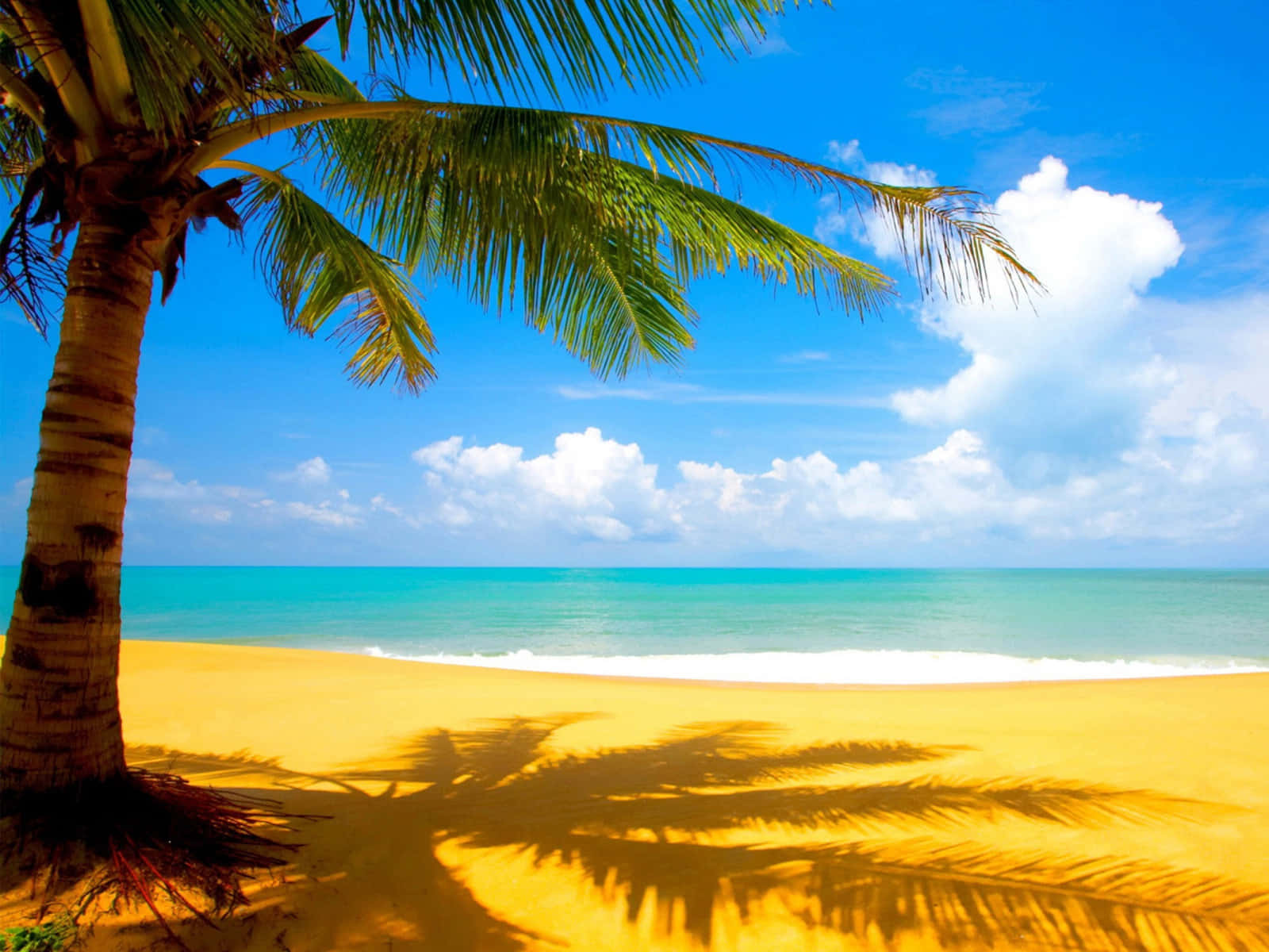 Download Palm Trees Puerto Rico Summer Beach Wallpaper