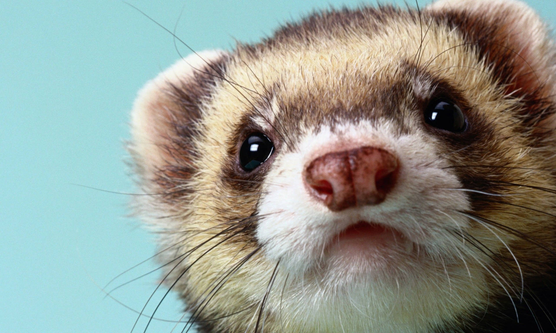 Ferret Wallpaper