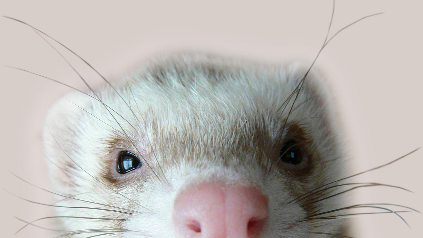 Ferret Wallpaper for Desktops