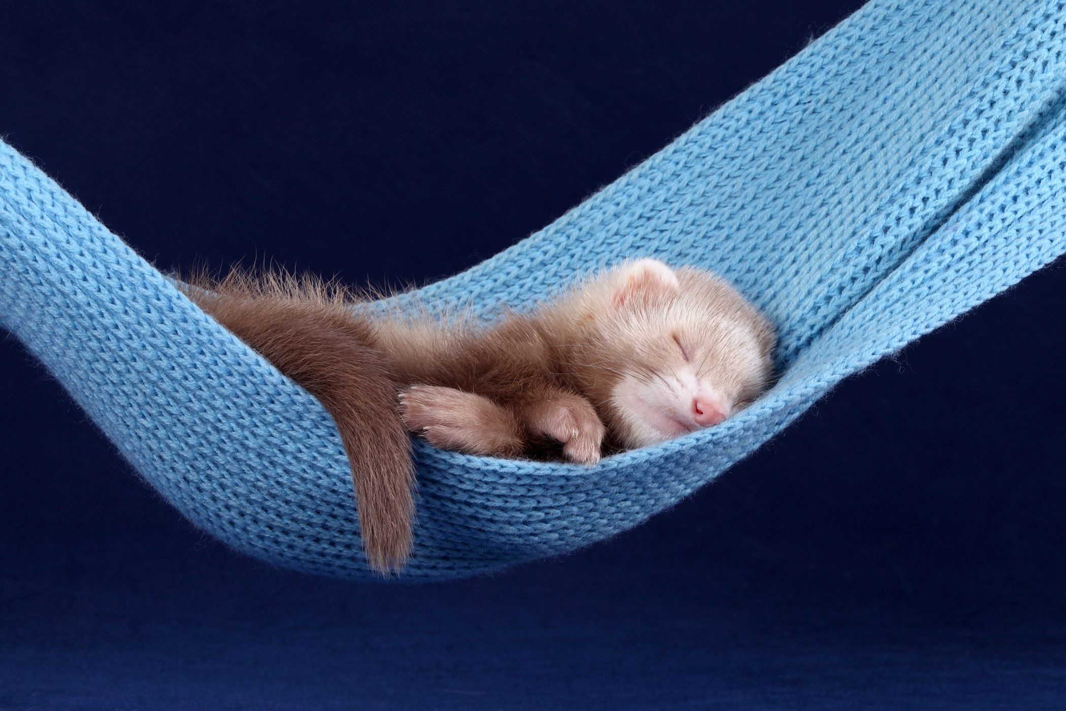 Cute Ferret Photo You Need to See​. Reader's Digest
