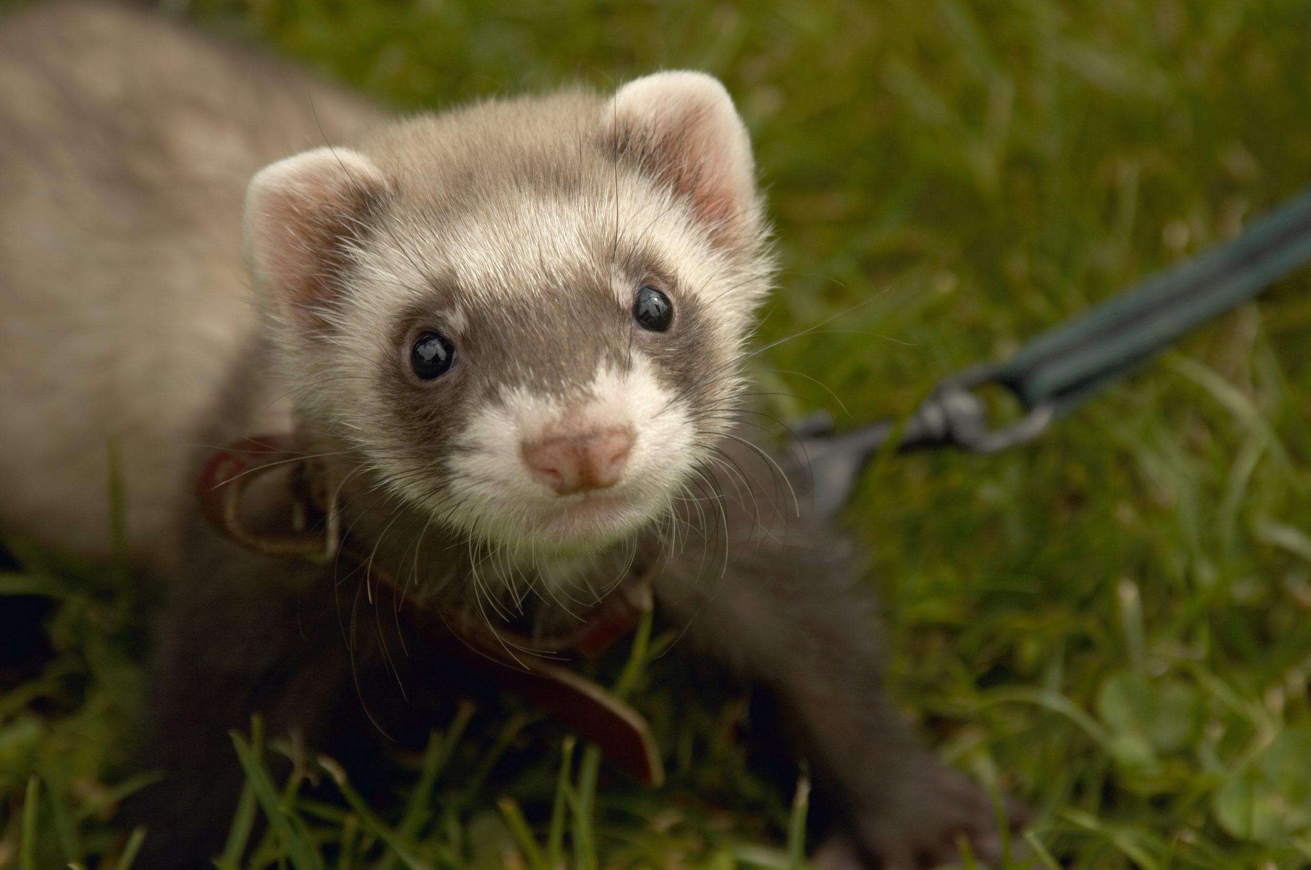 Cute Ferret Photo You Need to See​. Reader's Digest