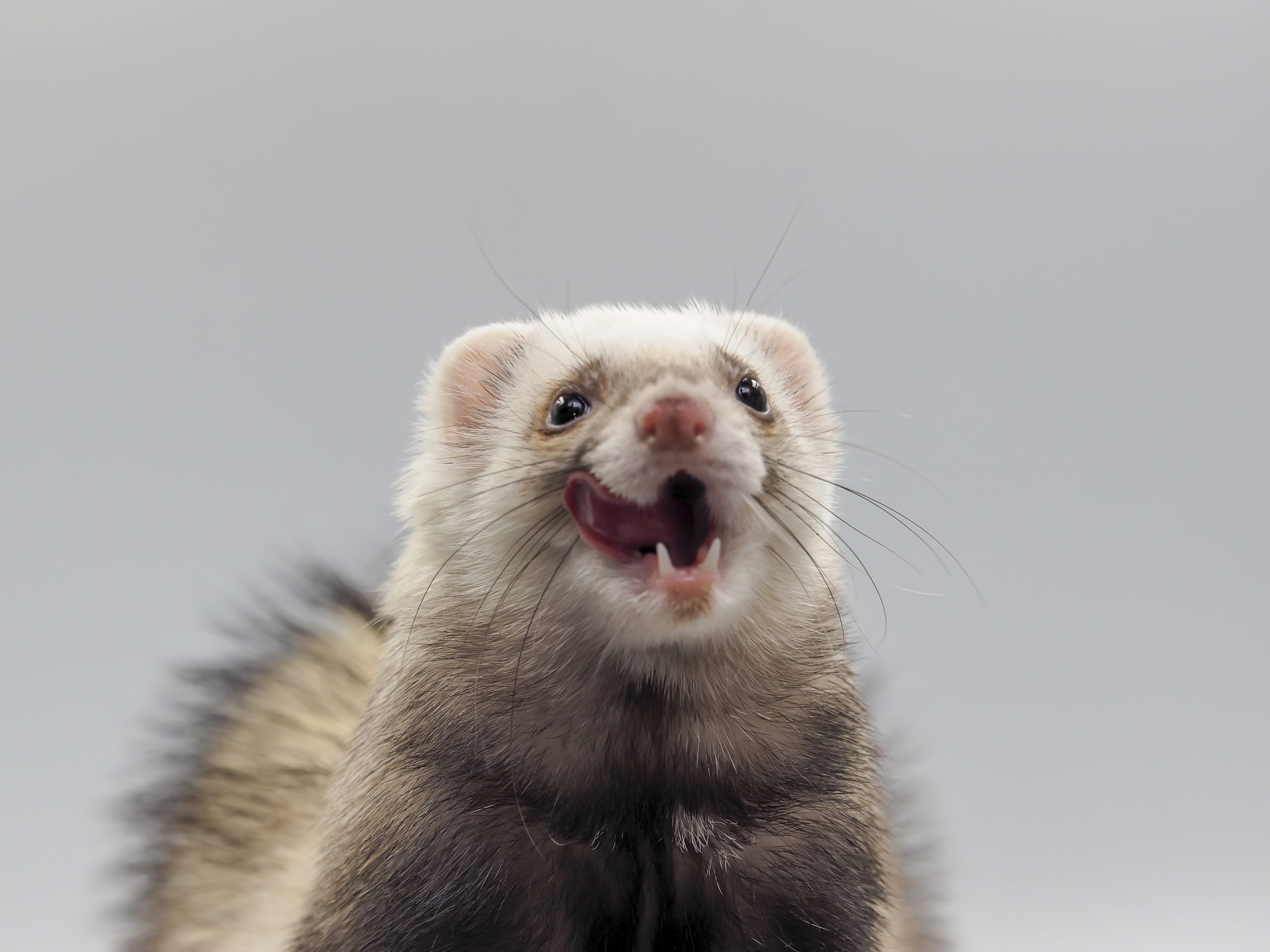 Cute Ferret Photo You Need to See​. Reader's Digest
