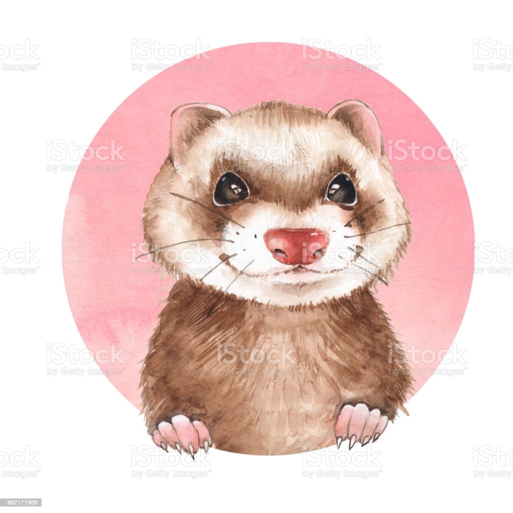 Cute Ferret On Pink Background Stock Illustration Image Now, Animal, Animal Body Part