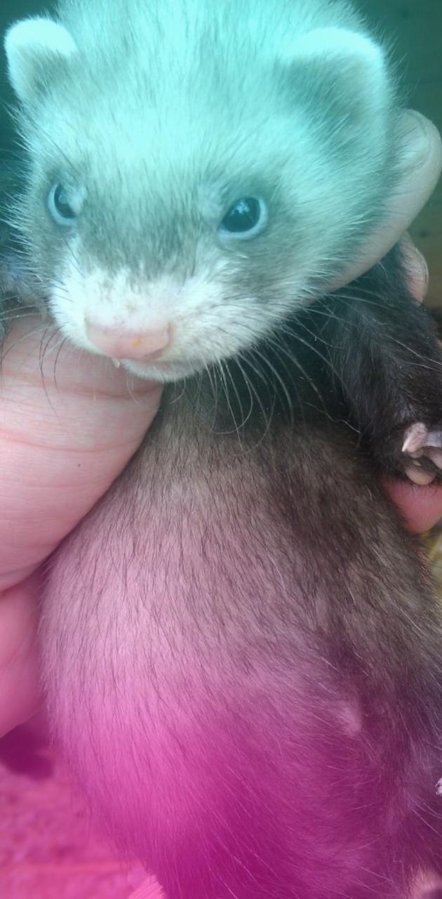 Baby ferret wallpaper