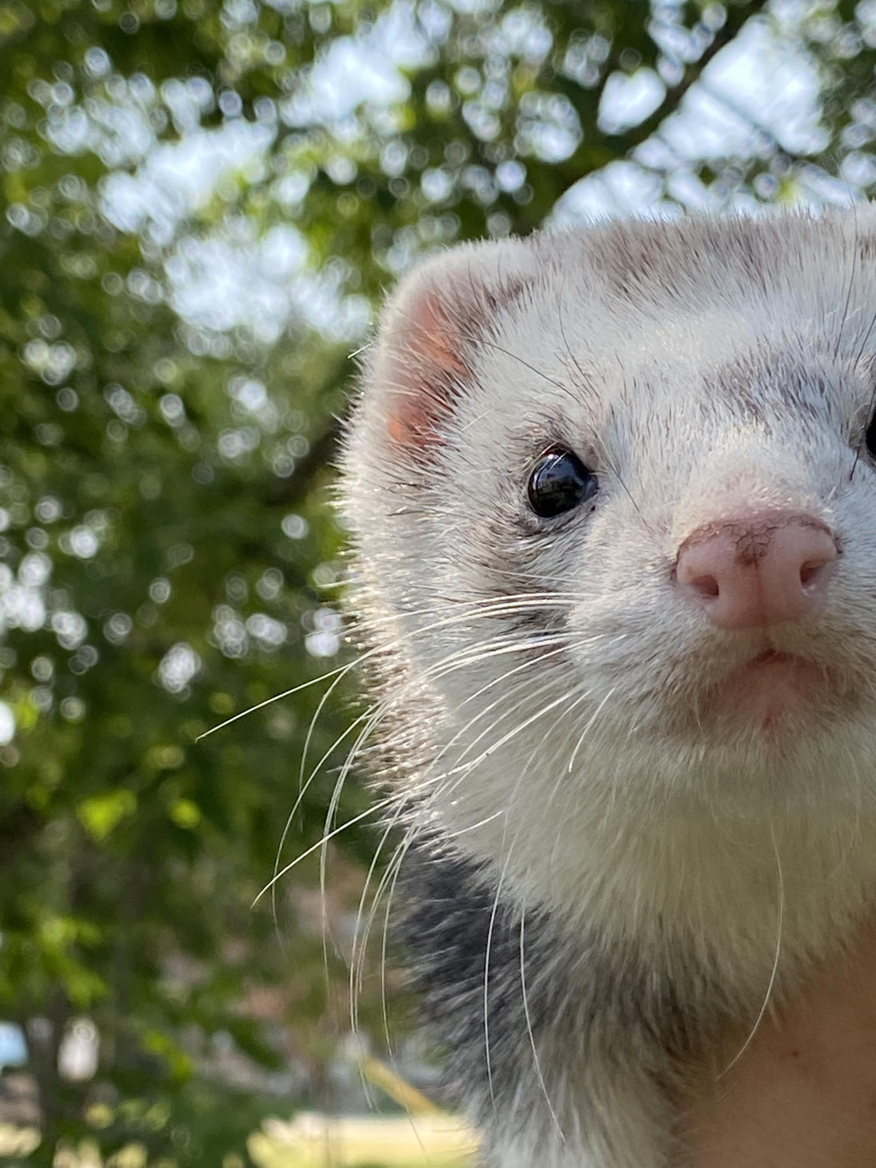 Ferret enjoying the outdoors; so darn cute!!