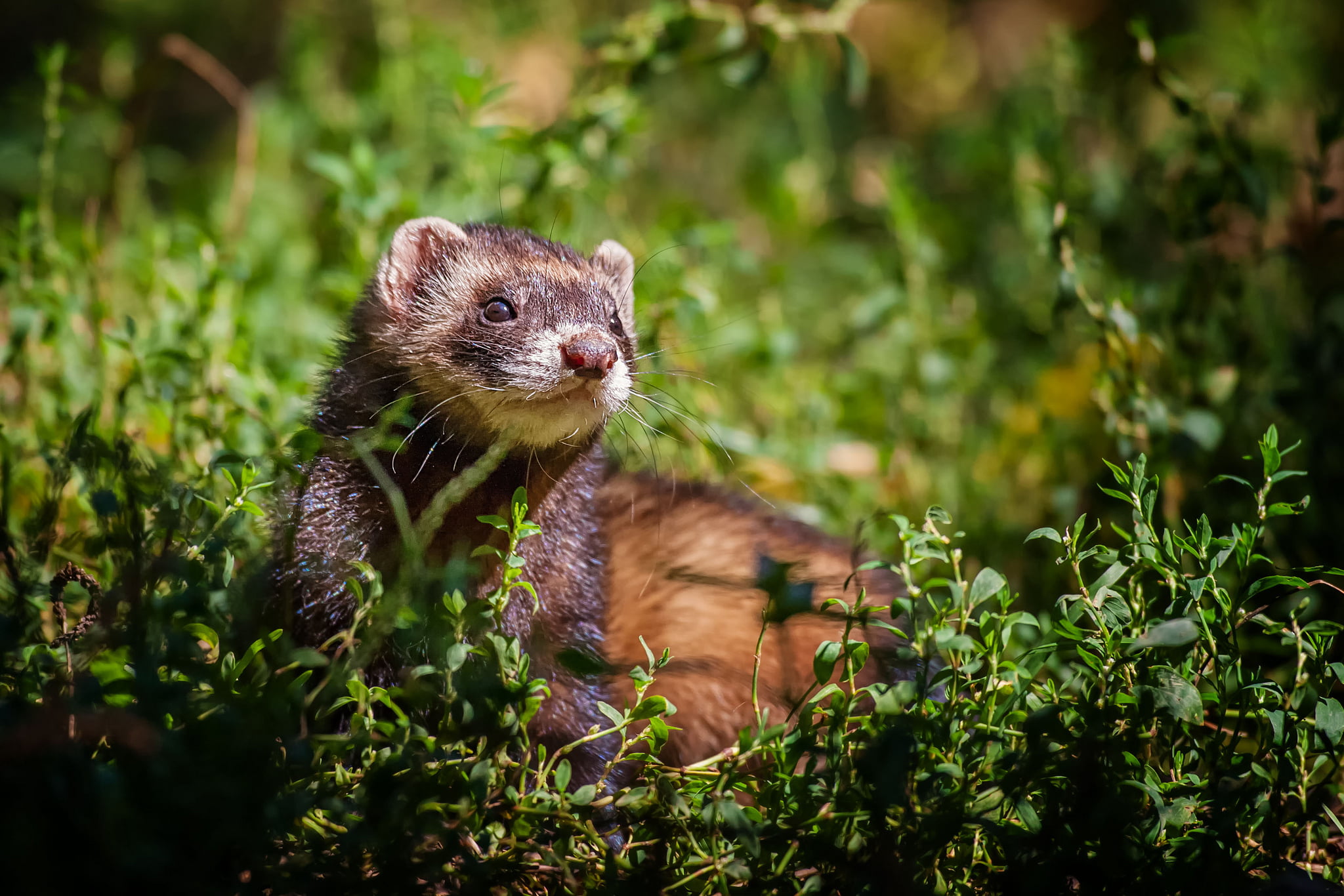 Wallpaper / green color, whisker, Freda, plant part, day, animals in the wild, nature, field, one animal, grass, animal themes, ferret, selective focus, animal, plant free download
