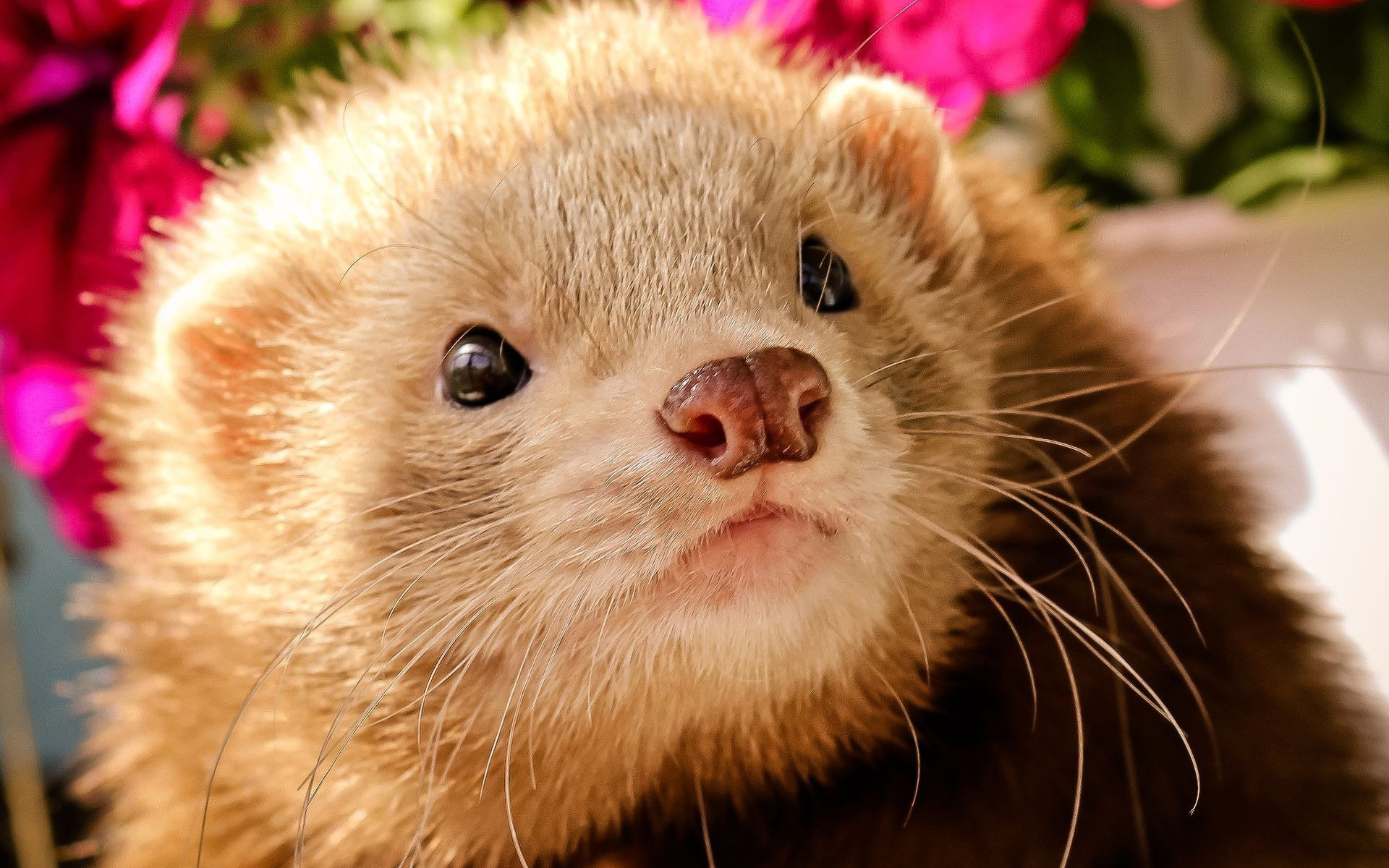 Ferret Wallpaper