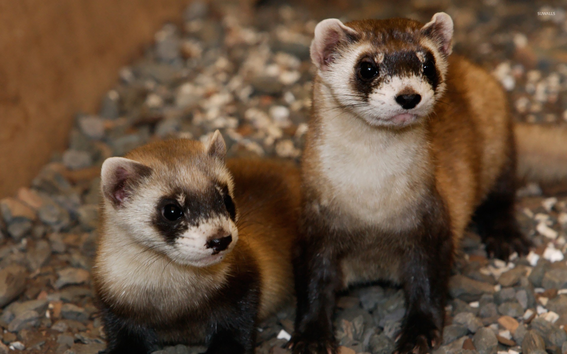Couple of ferrets wallpaper wallpaper