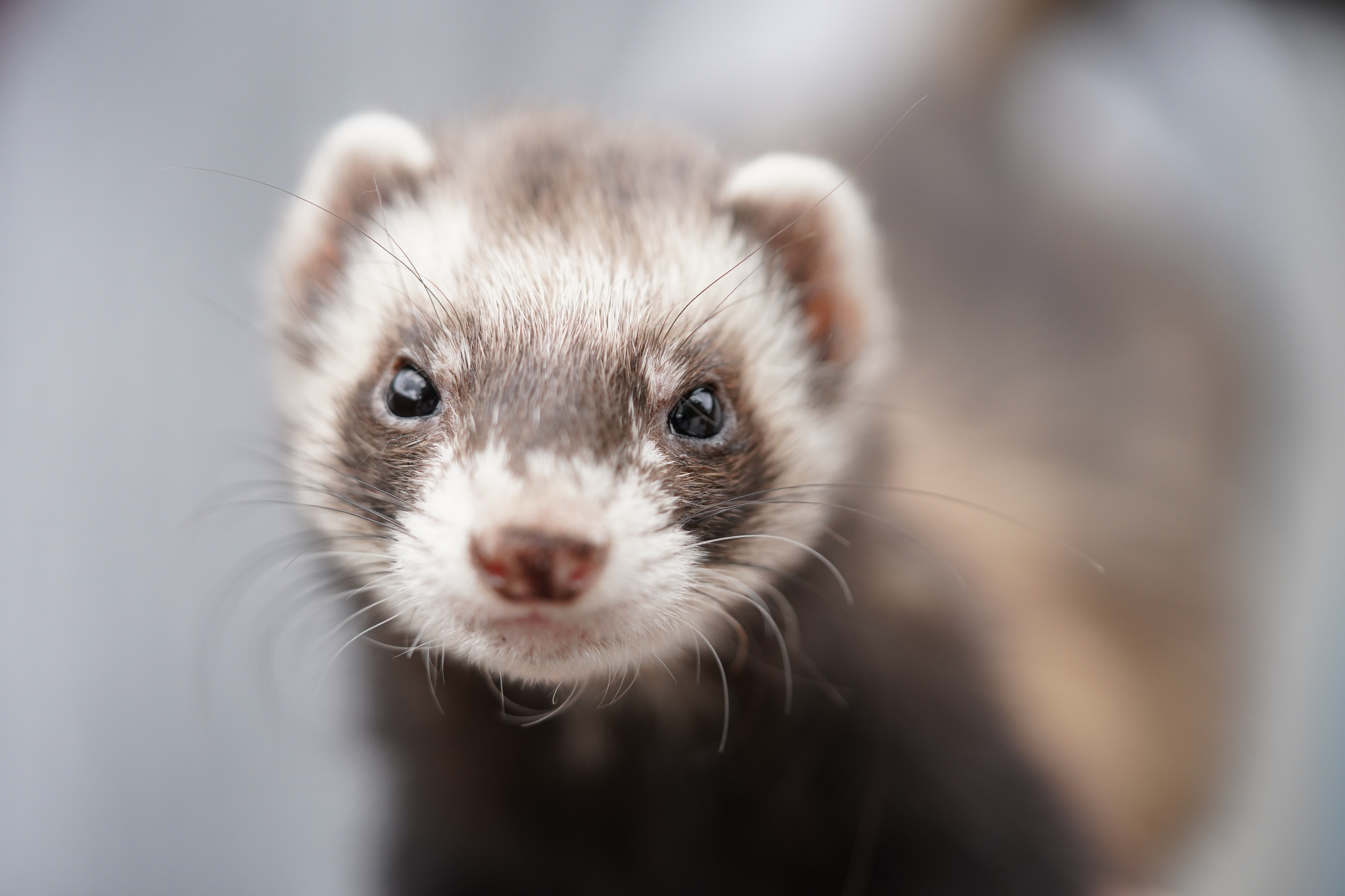 Ferret Photo, Download The BEST Free Ferret & HD Image