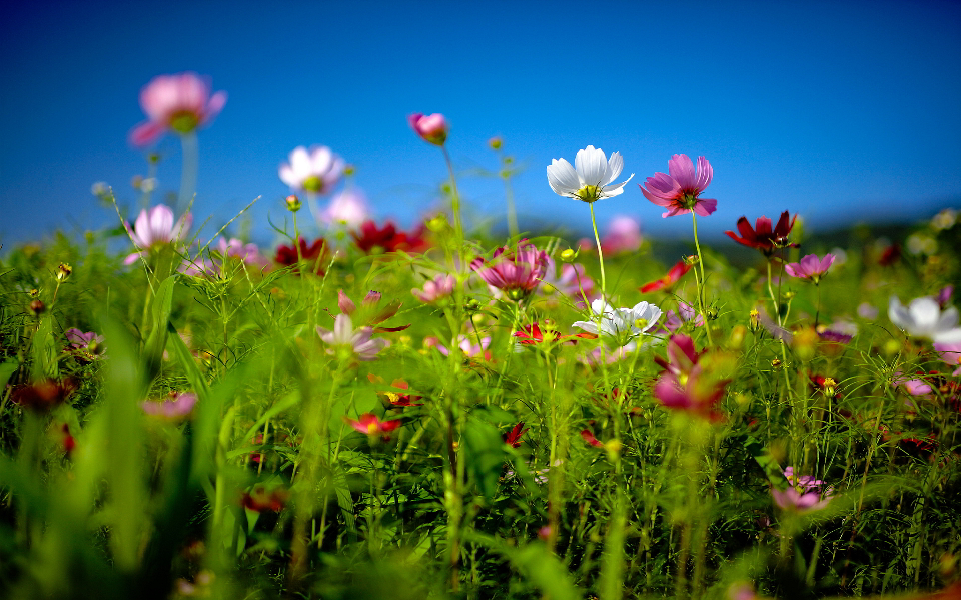 HD wallpaper: flower field, summer, the sky, grass, flowers, nature, lake,  mountain | Wallpaper Flare