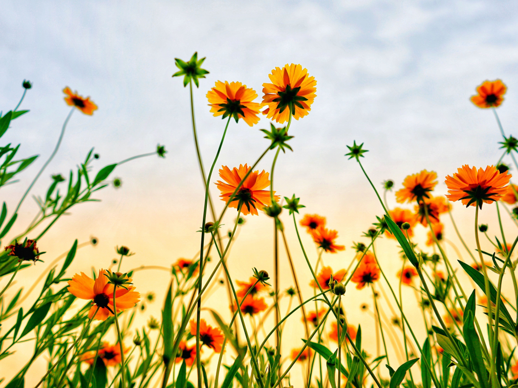 Wallpaper cosmos field, flowers, summer desktop wallpaper, HD image, picture, background, f75452
