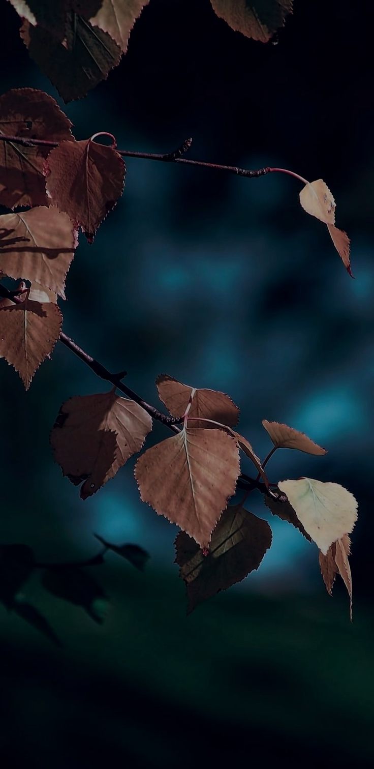 iOS 11, iPhone X, dark, blue, leaves, Autumn, apple, wallpaper, iphone 8, clean, beauty, colour, iOS, mini. Apple wallpaper, iPhone wallpaper fall, Fall wallpaper
