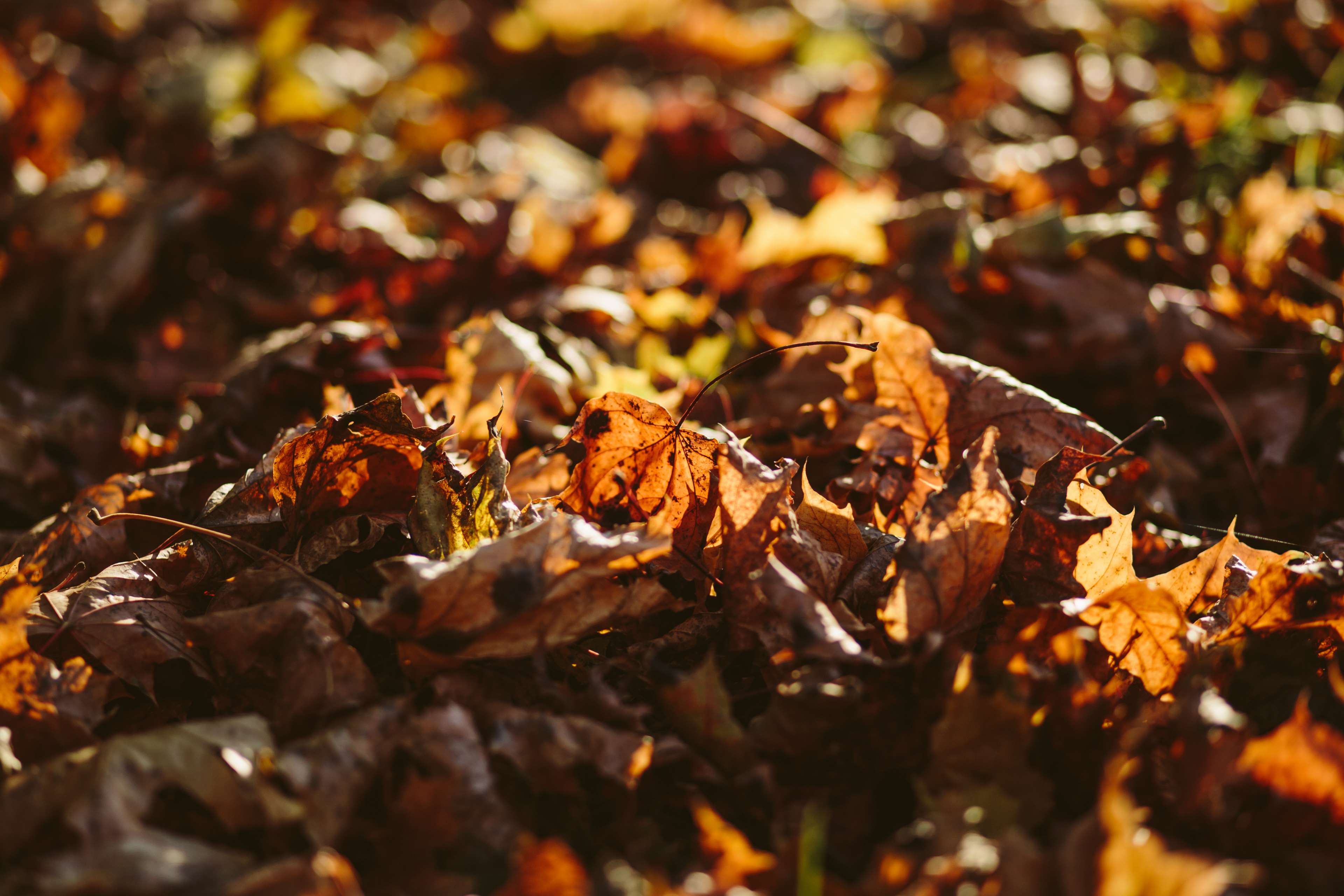 autumn leaves, blur, close up, color, colour, dried leaves, fall, outdoors 4k Gallery HD Wallpaper
