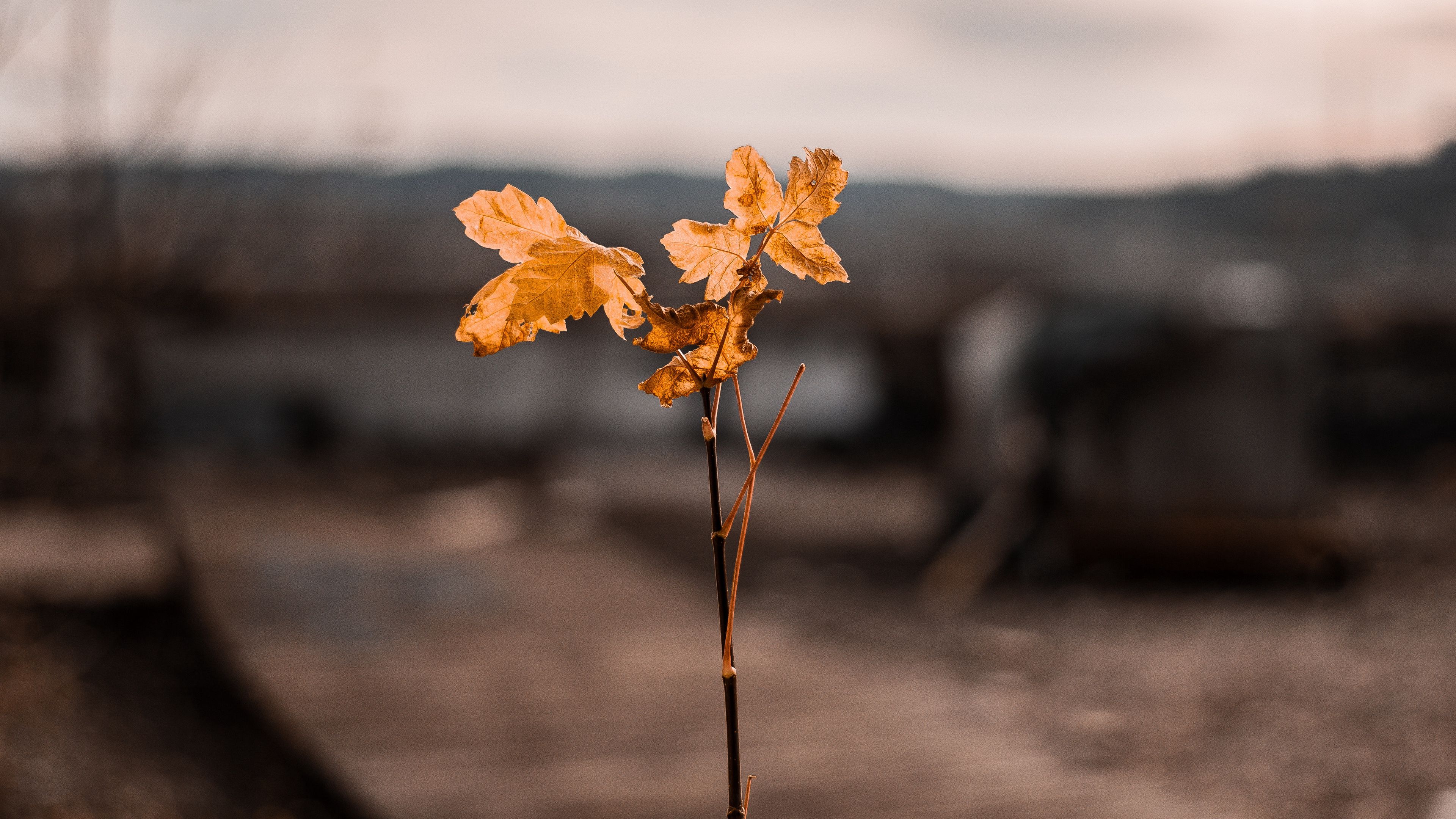 Wallpaper / branch, leaves, autumn, blur, 4k free download