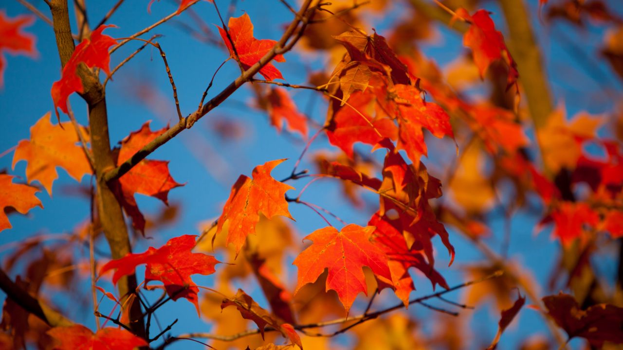 Download wallpaper 1280x720 autumn, leaves, maple, branches, blur hd, hdv, 720p HD background
