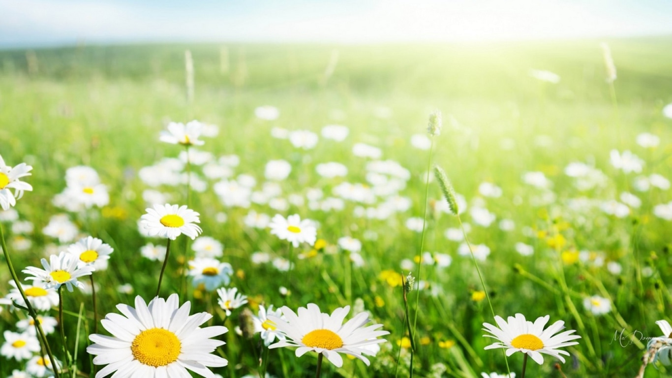 Wallpaper / wild flowers, grass, spring, daisies, green, summer, flowers, field, light free download
