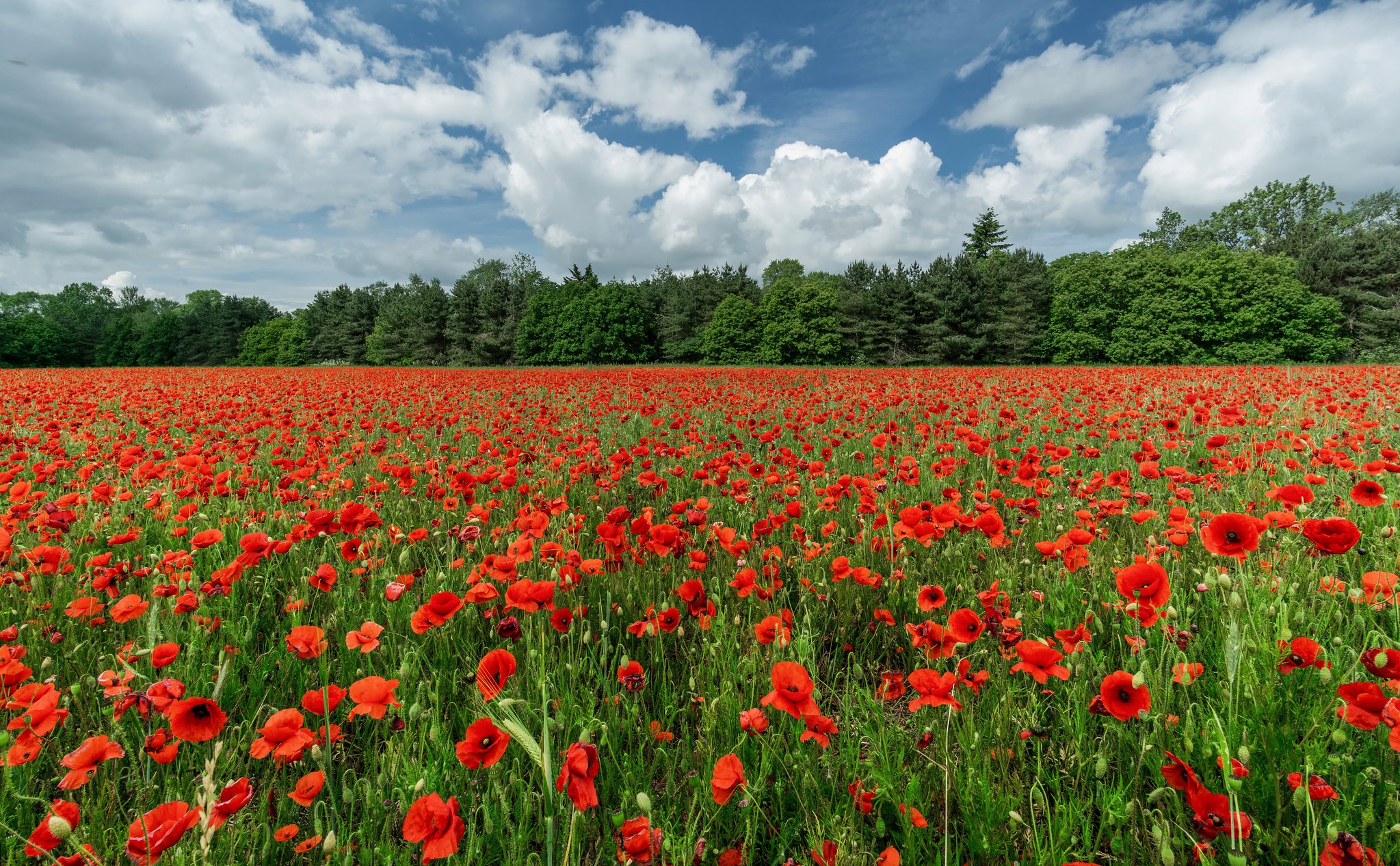 Poppy HD, Red Flower, Field, Nature, Summer Gallery HD Wallpaper