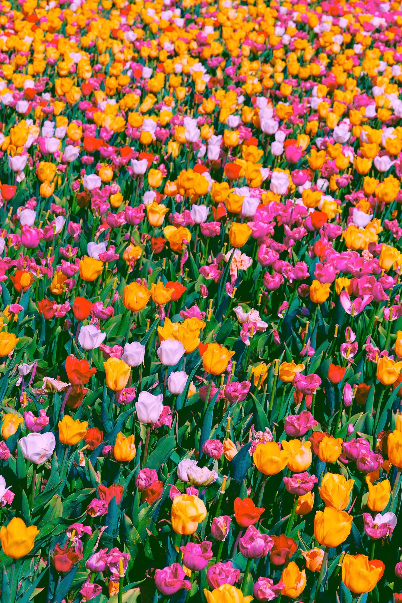 Premium Photo. Aesthetics wallpaper tulip field bloom spring summer flowers mood