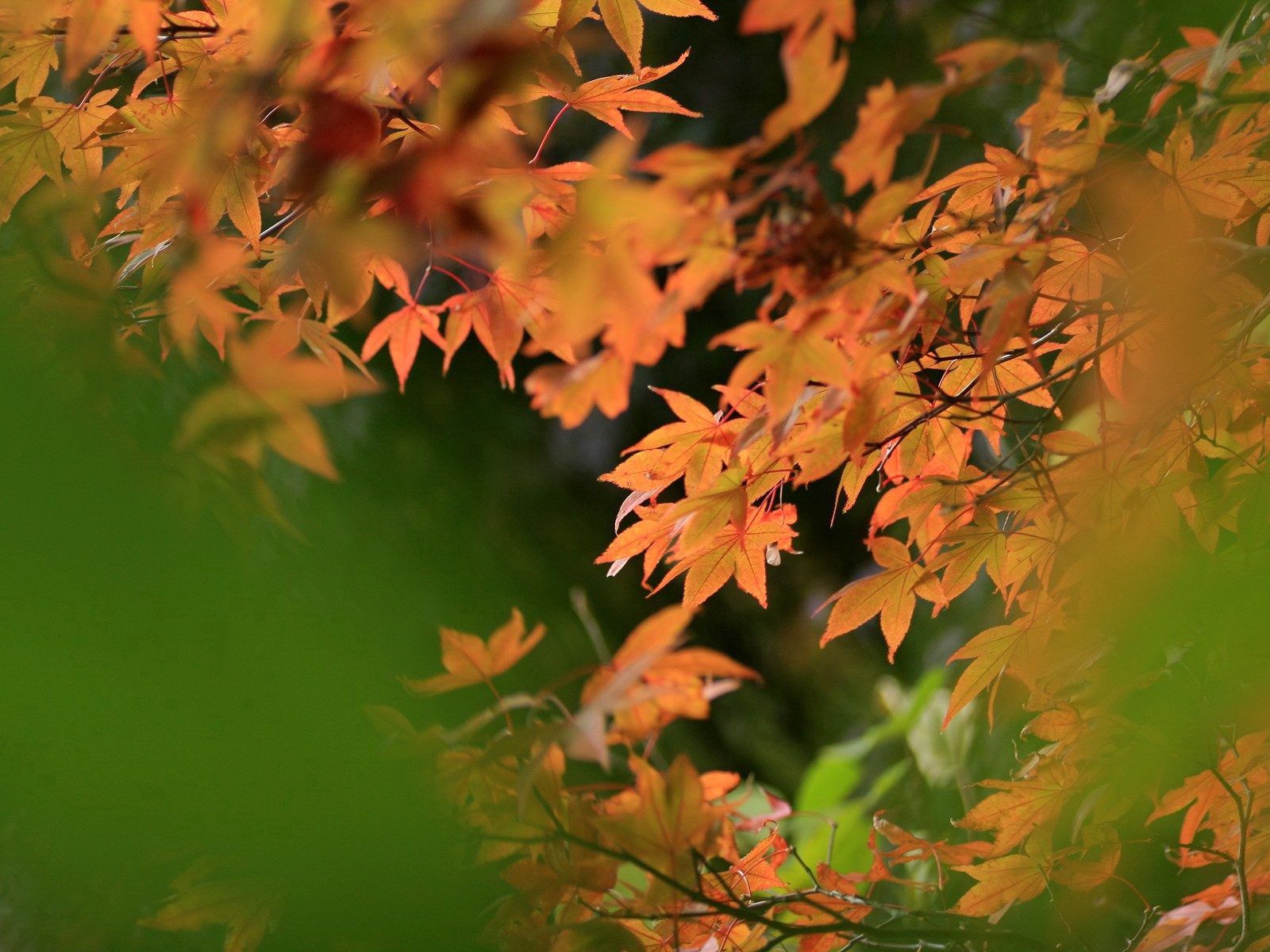 Mobile wallpaper: Smooth, Leaves, Nature, Autumn, Blur, 77276 download the picture for free