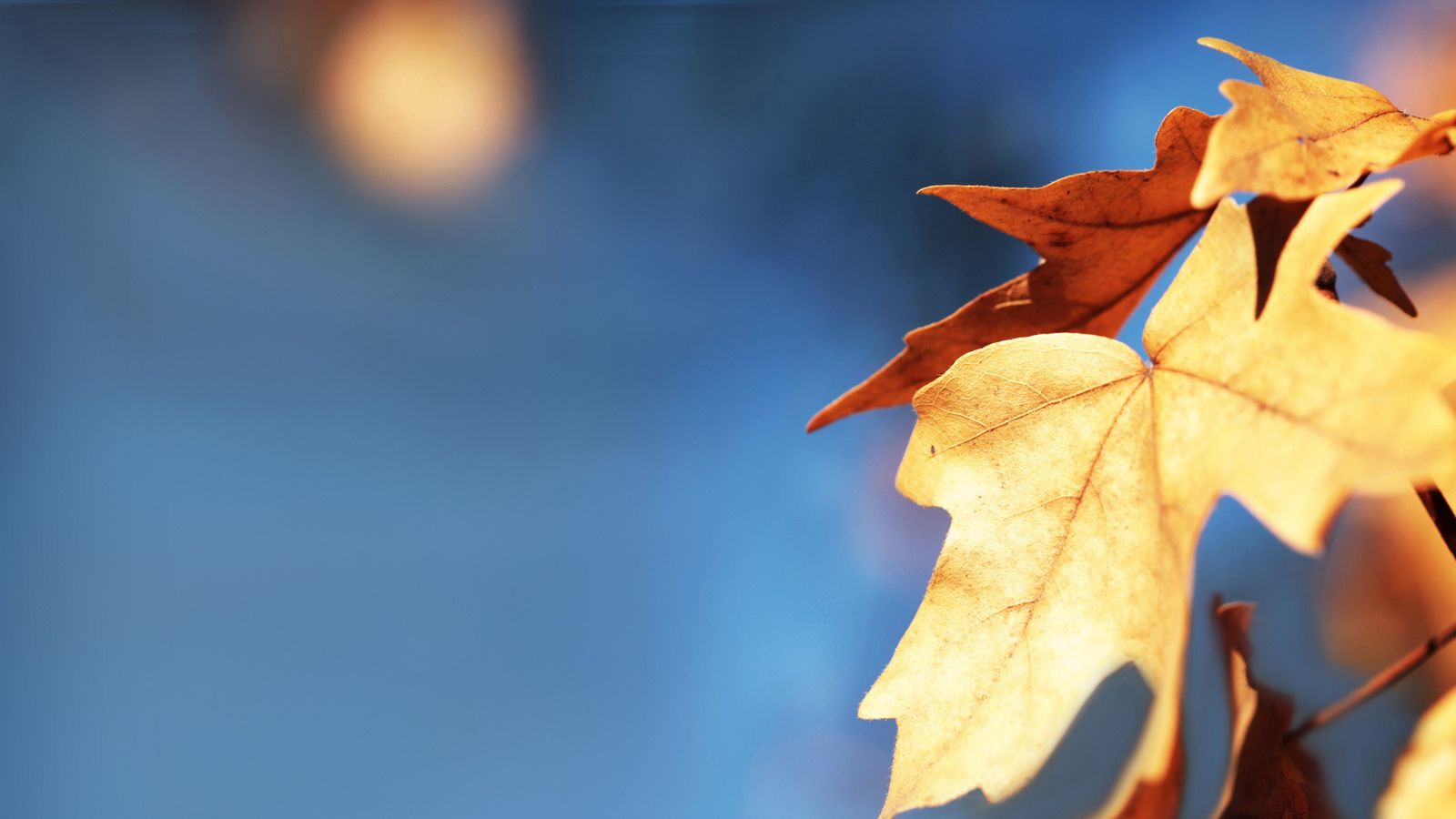 Download wallpaper 1600x900 leaves, maple, blur, autumn widescreen 16:9 HD background