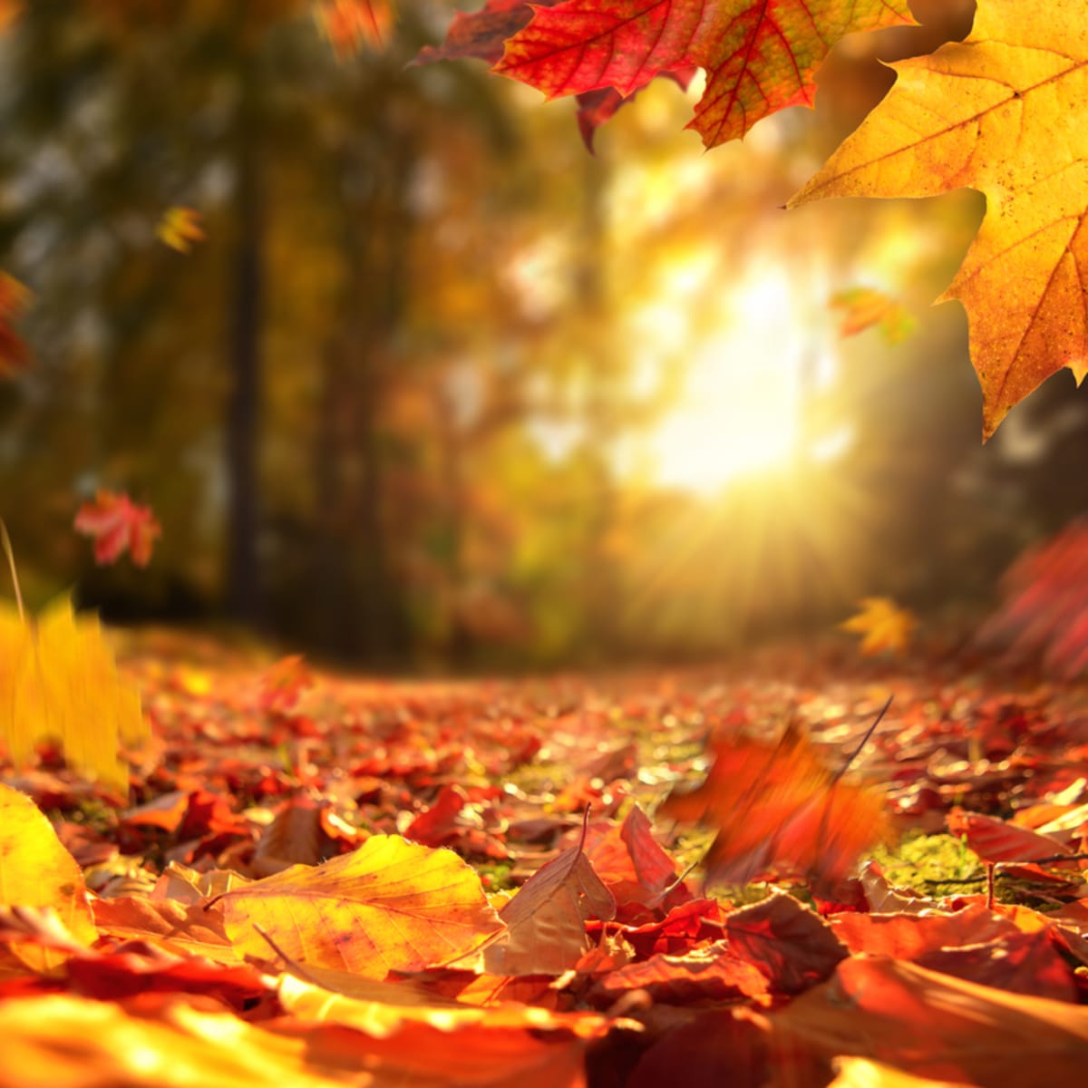 Best Fall Quotes and Inspirational Autumn Sayings: Entertainment, Recipes, Health, Life, Holidays