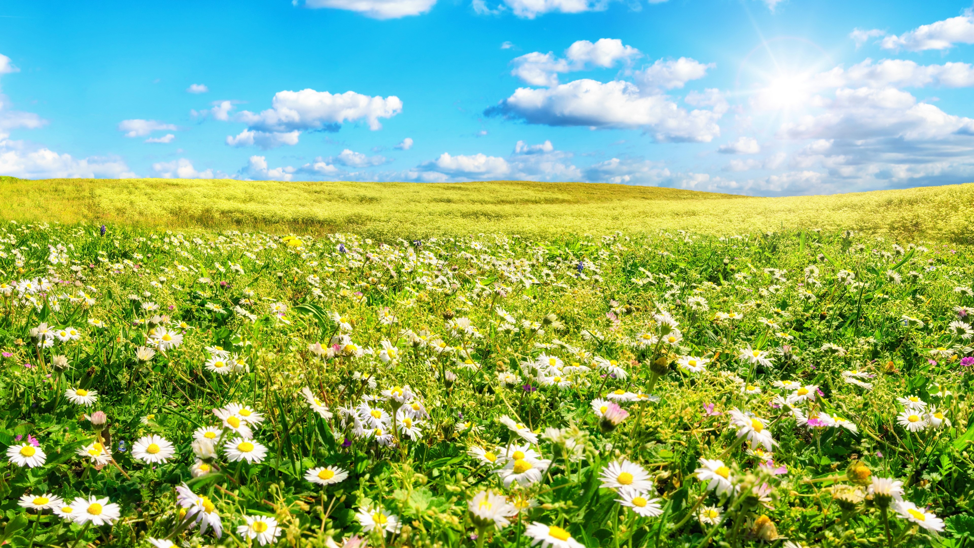 Field, Flower, Landscape, Summer, Sun, White Flower 4k Gallery HD Wallpaper