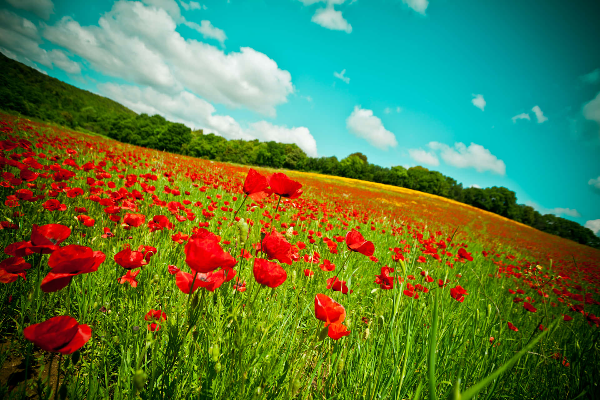 Download Vibrant Summer Flower Field Wallpaper