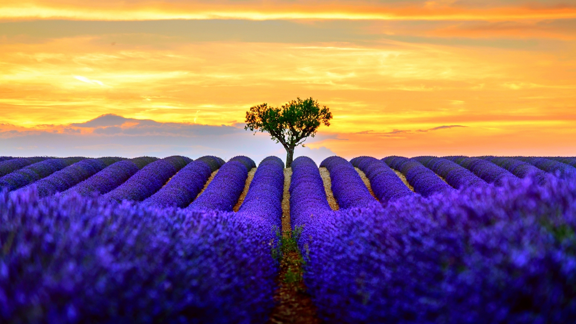 Wallpaper / yellow, lavender, peisaj, tree, summer, flower, field, landscape, blue free download