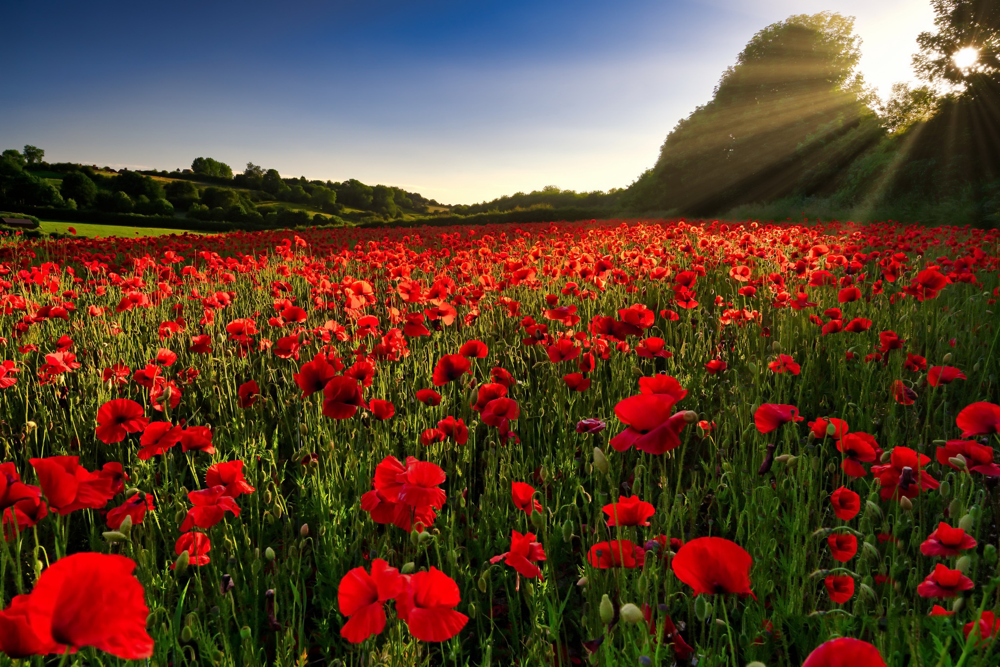 Red Flower, Field, Summer, Flower, Poppy, Nature, Sunbeam Gallery HD Wallpaper