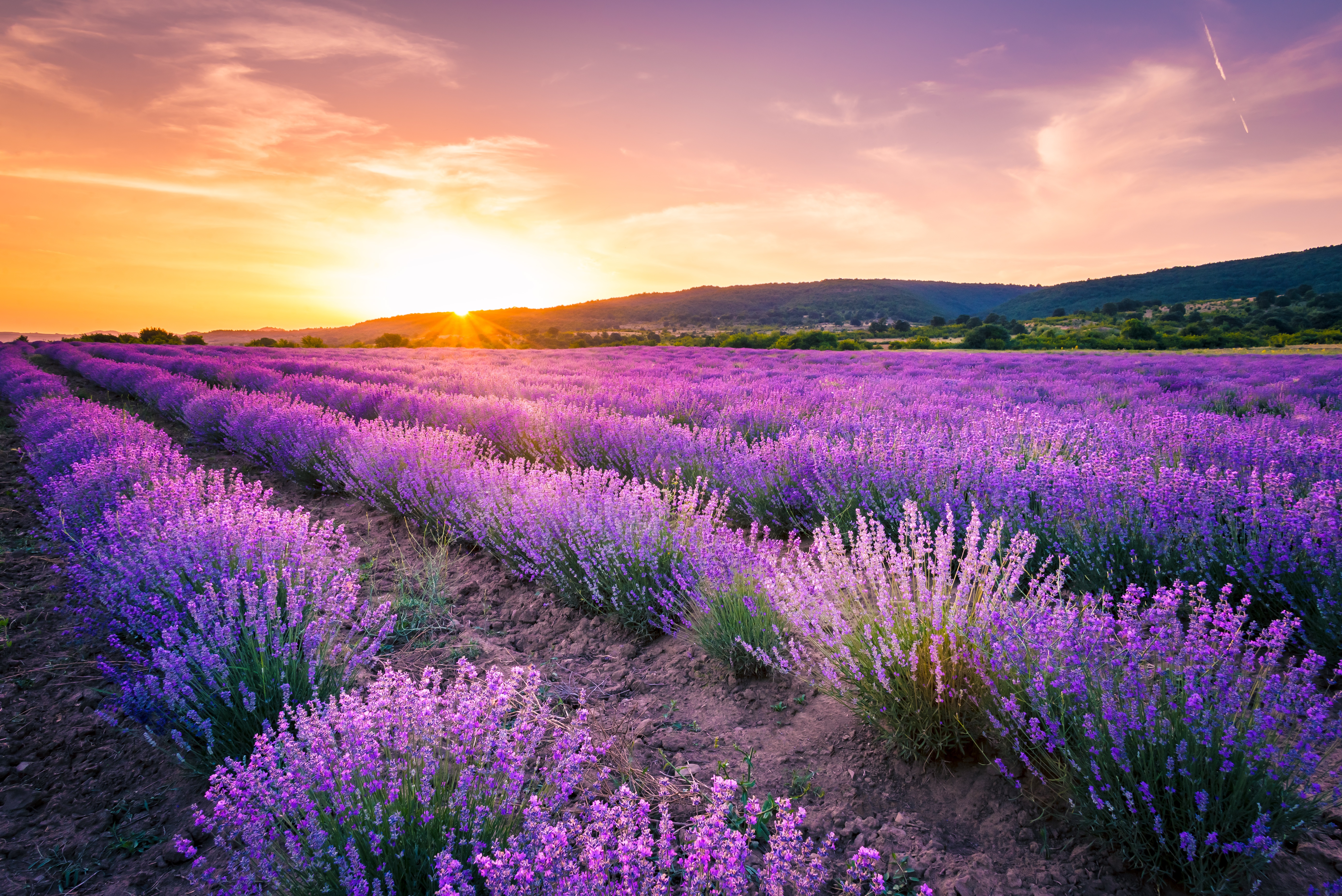 HD desktop wallpaper: Flowers, Sunset, Sky, Summer, Flower, Earth, Field, Lavender download free picture