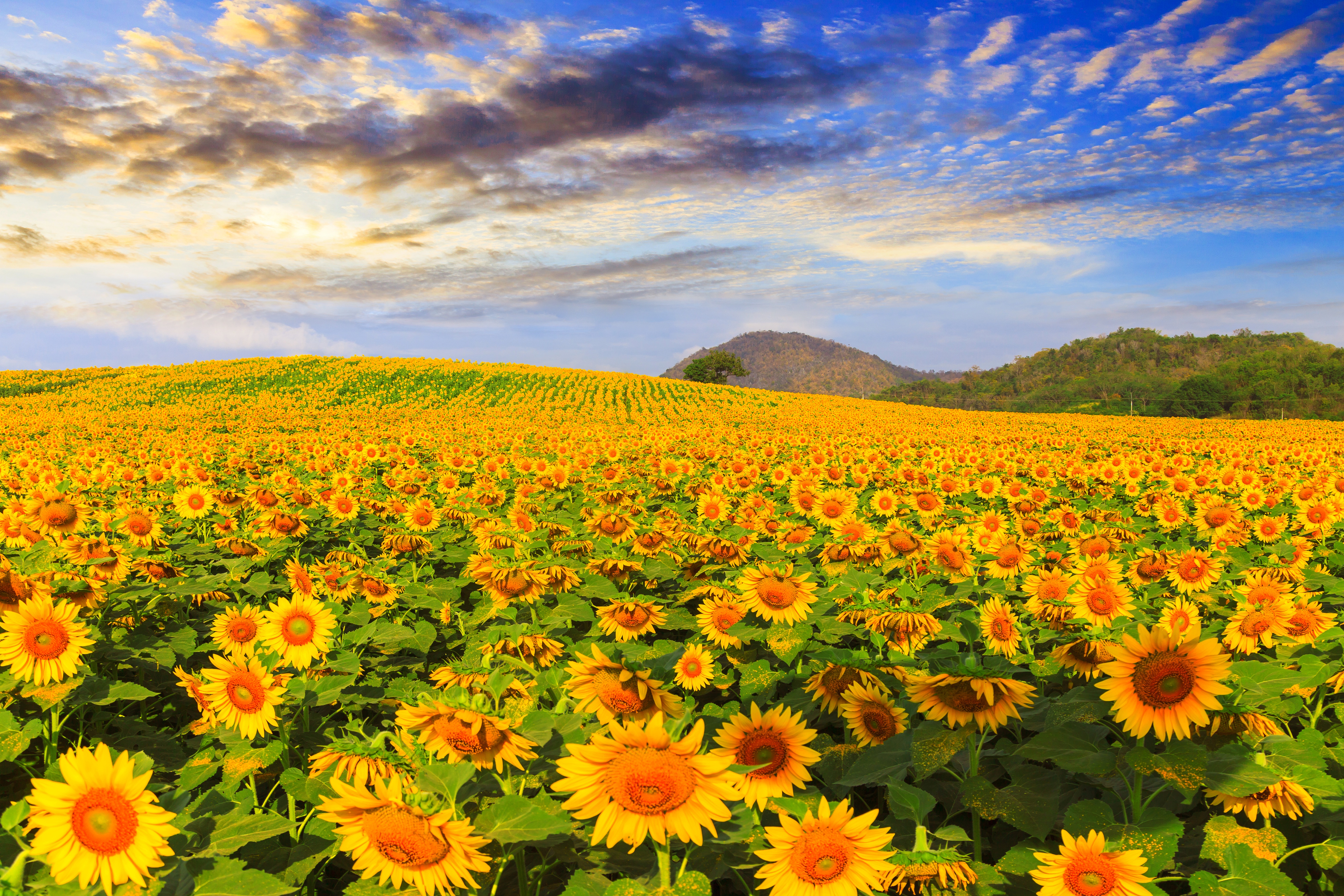 HD desktop wallpaper: Nature, Flowers, Summer, Flower, Earth, Field, Sunflower, Yellow Flower download free picture