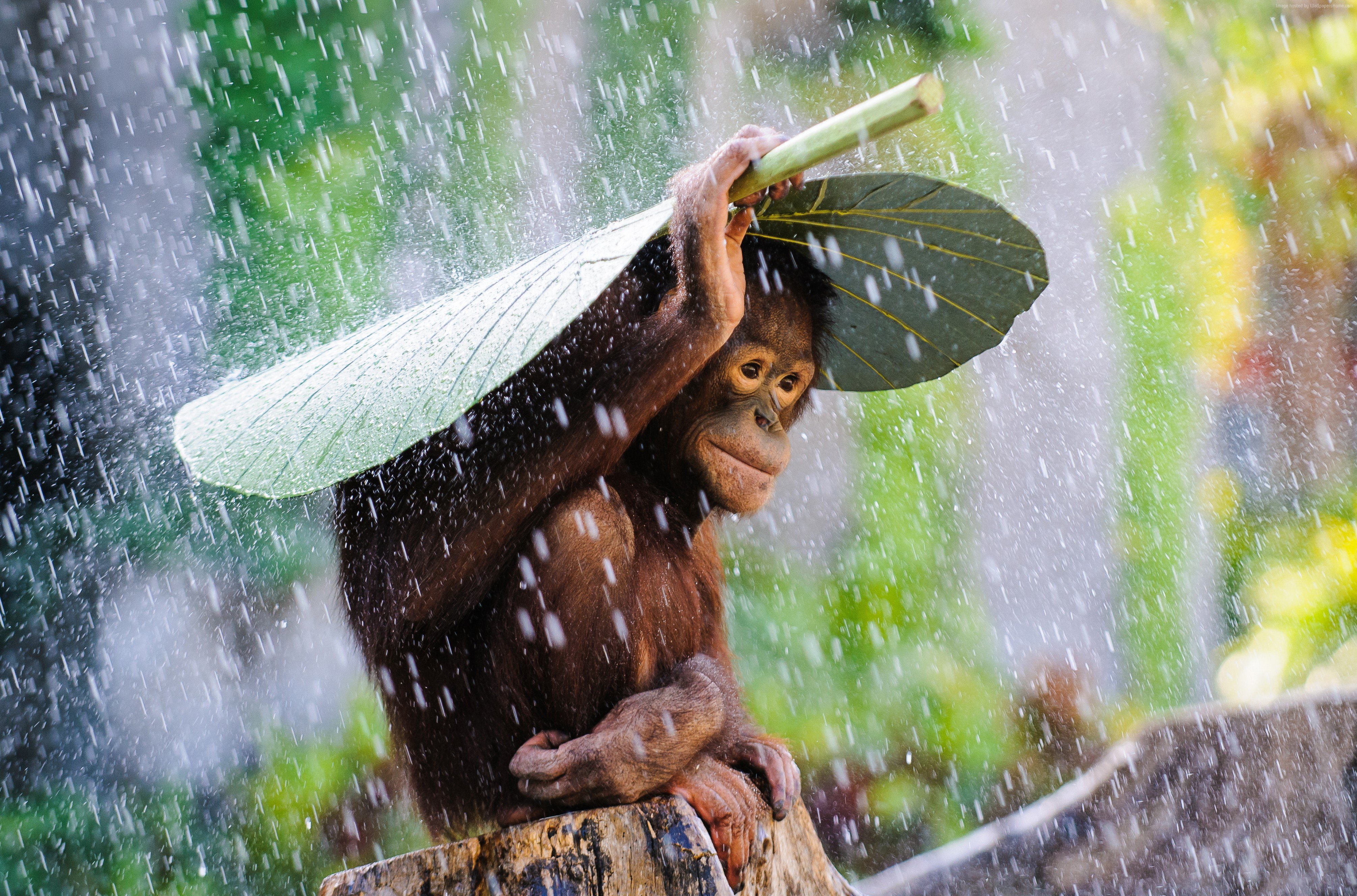 Monkey In The Rain 4K wallpaper