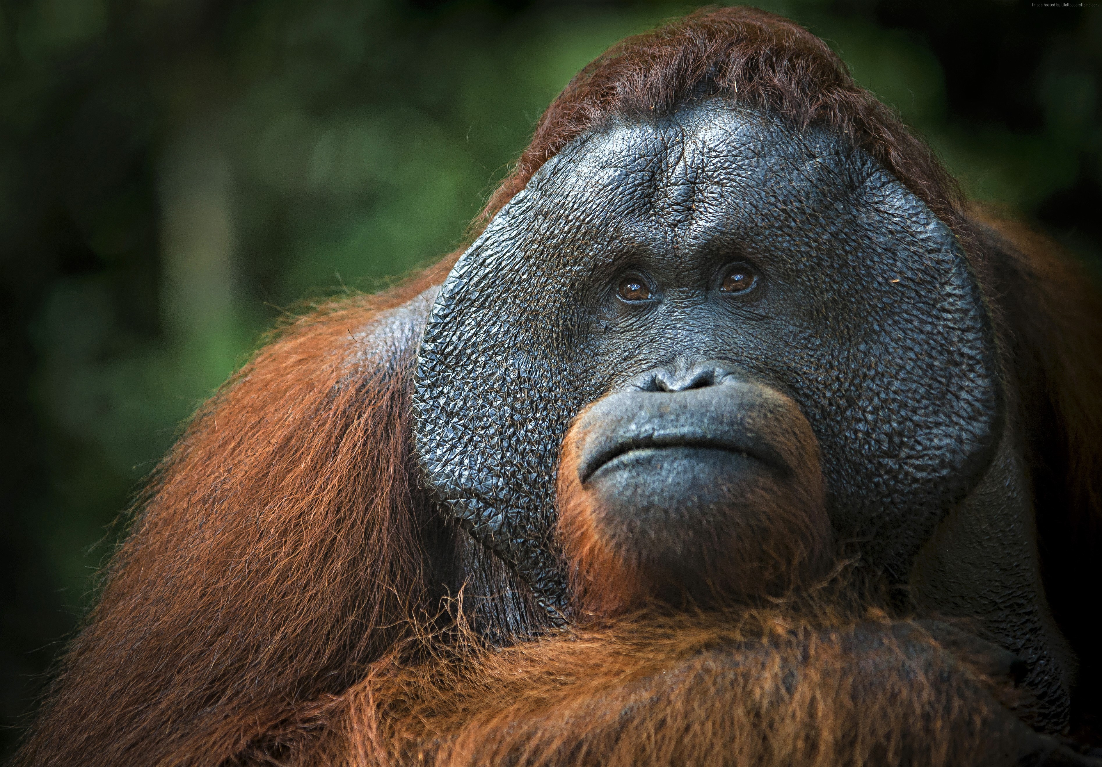 brown, 4K, Orangutan Gallery HD Wallpaper