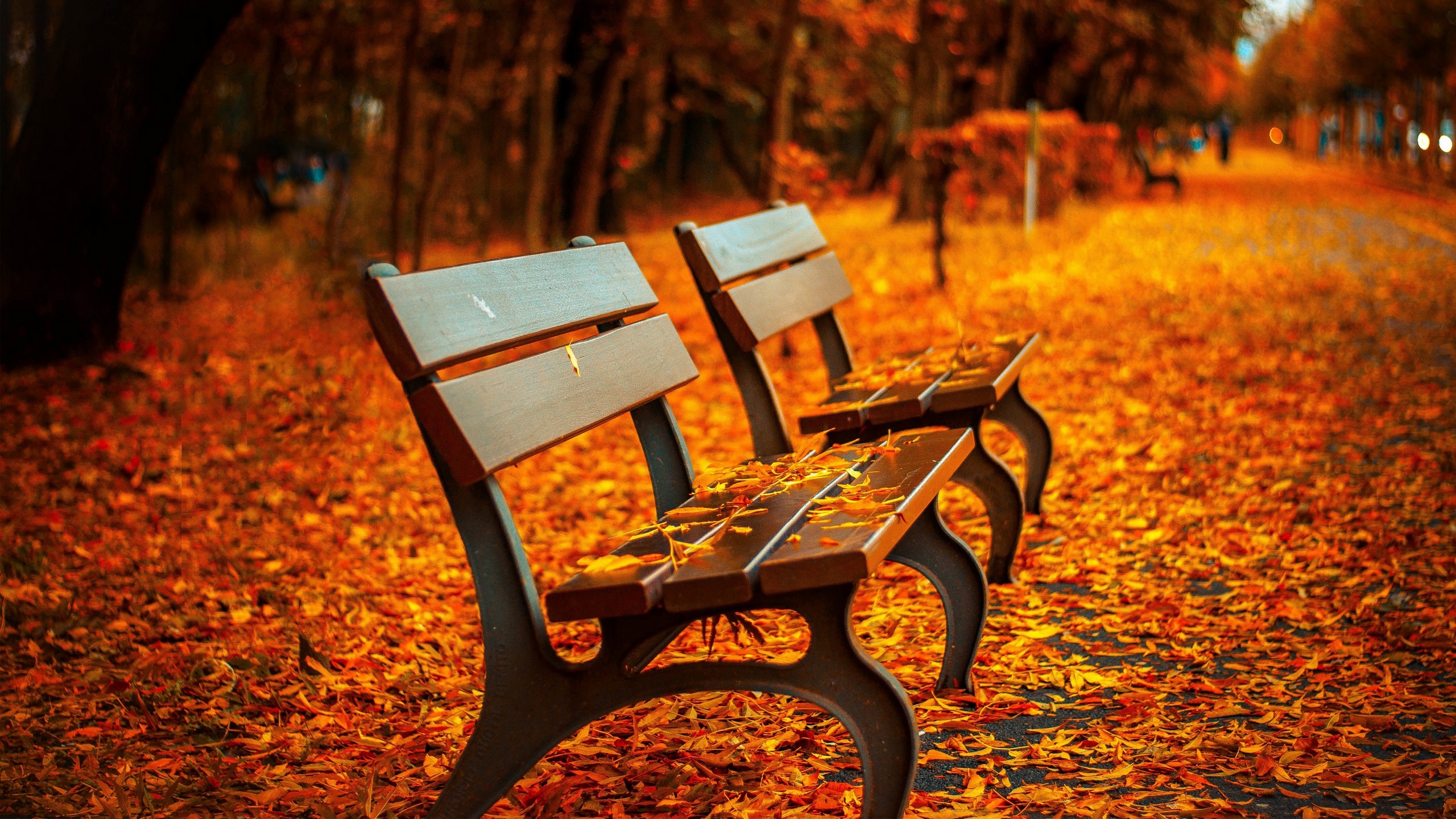 Wallpaper / autumn park, 4K, 4k wallpaper, trees, leaves, bench free download