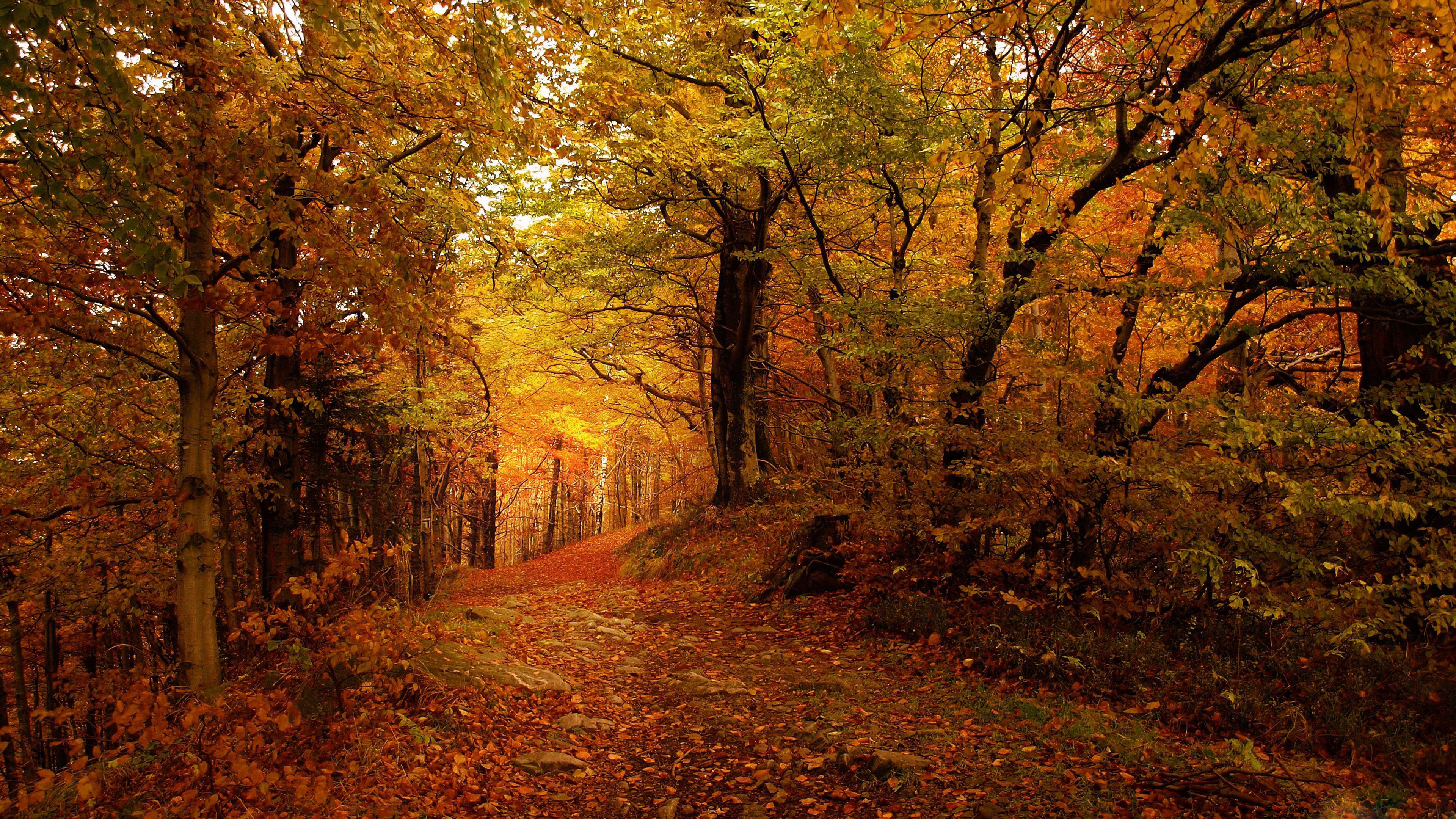 4K Autumn Wallpaper Free Download