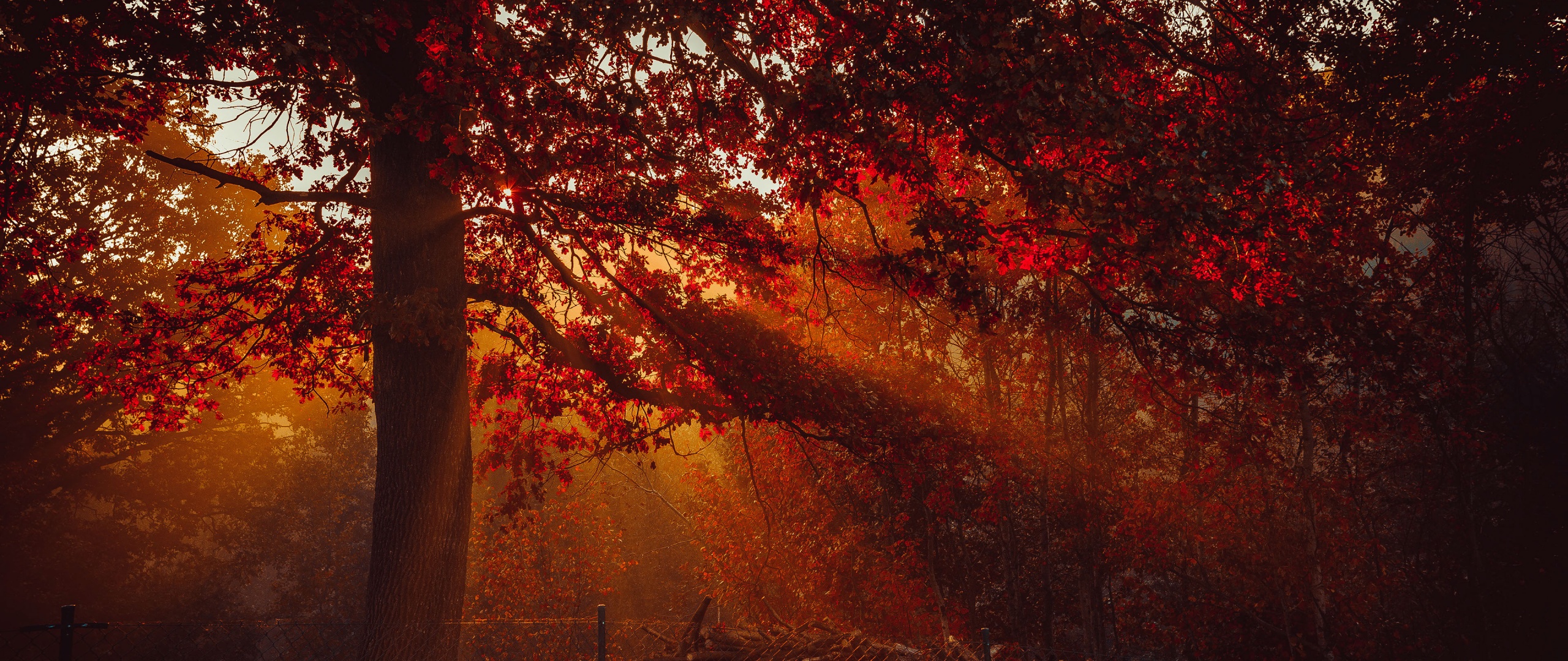 Autumn Wallpaper 4K, Trees, Forest, Sunlight
