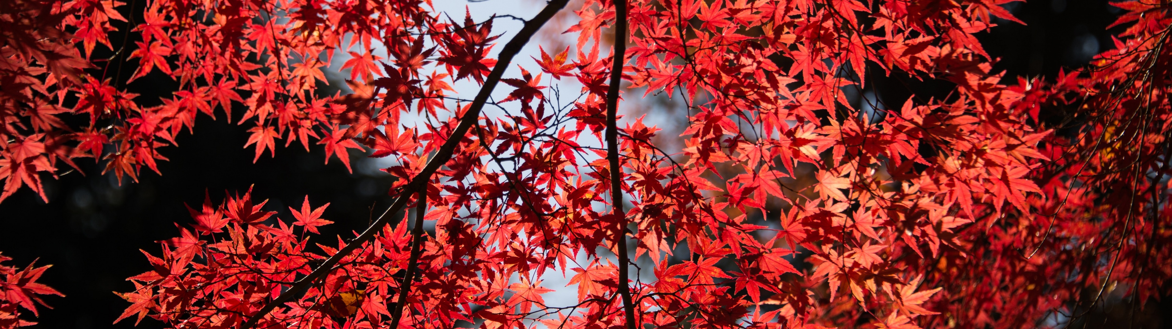 Maple tree Wallpaper 4K, Red leaves, Autumn, Tree Branches