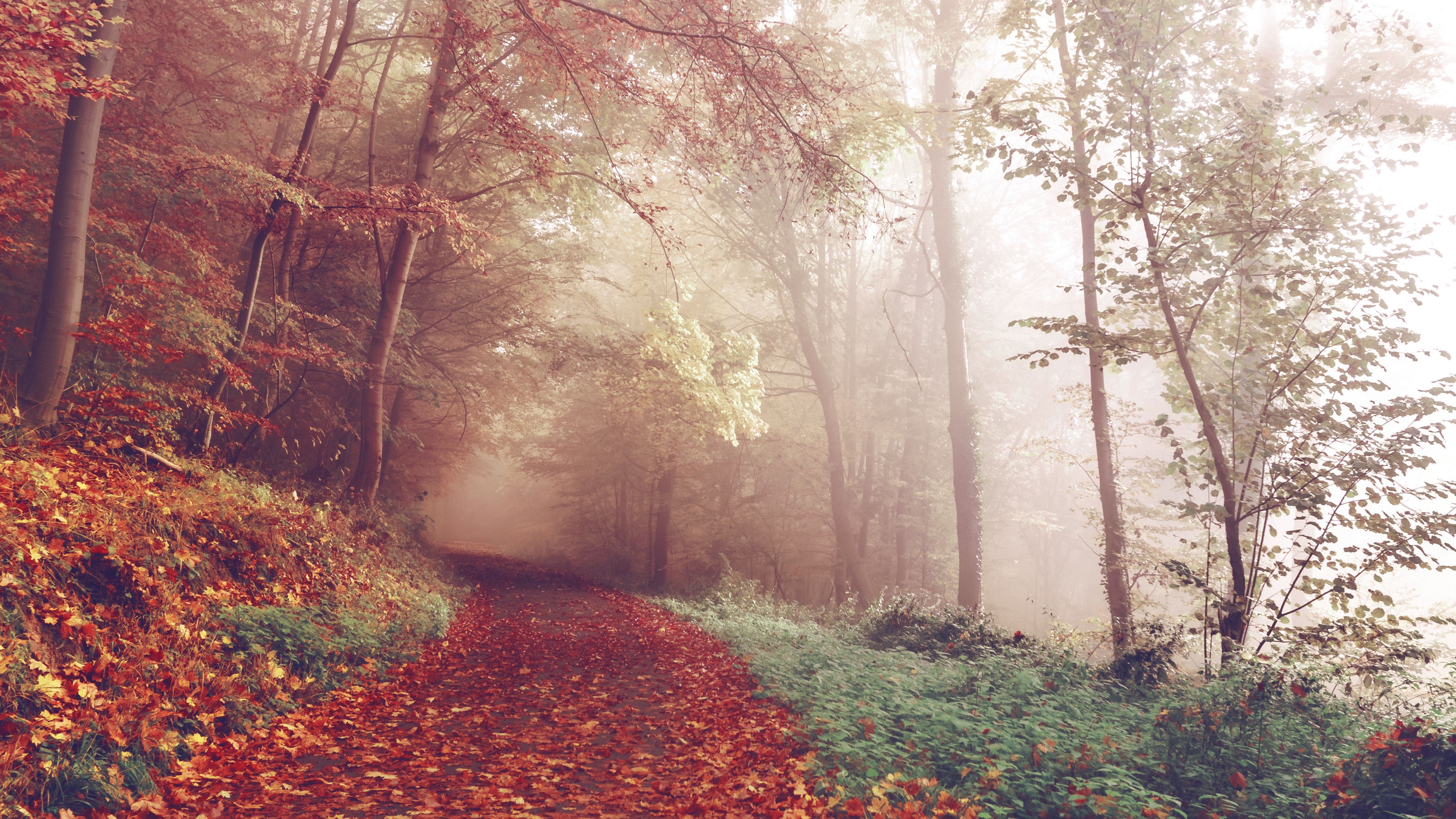 Wallpaper / autumn, forest, fog, path, 4k free download