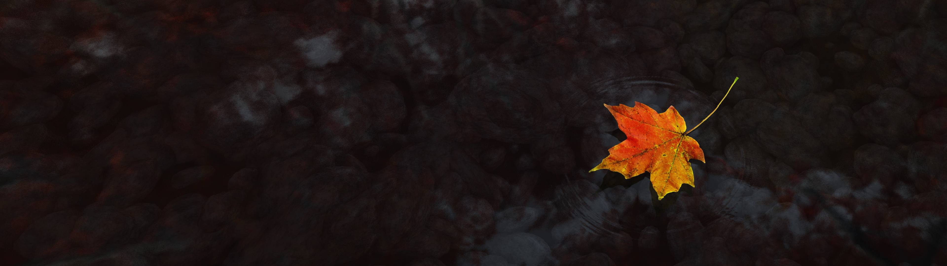 Wallpaper, leaves, nature, reflection, autumn, leaf, flower, season, darkness, screenshot, computer wallpaper, macro photography 3840x1080